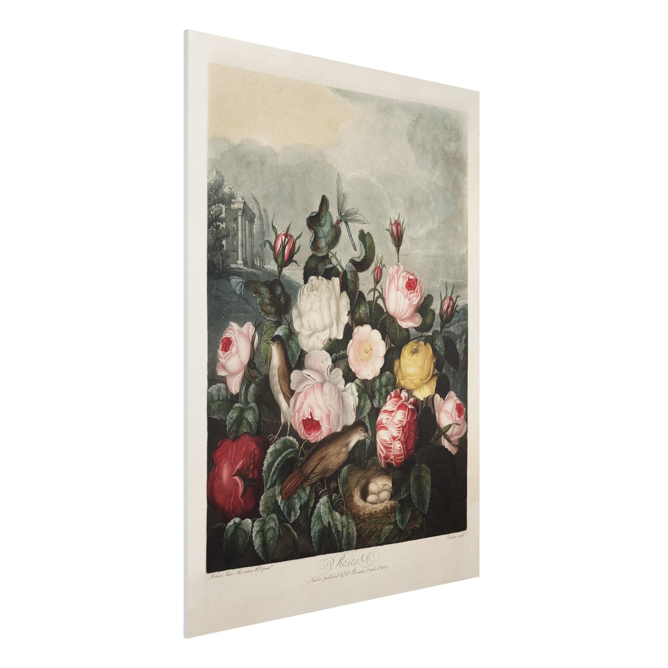 Forexbild - Hochformat Botanik Vintage Illustration Rosen