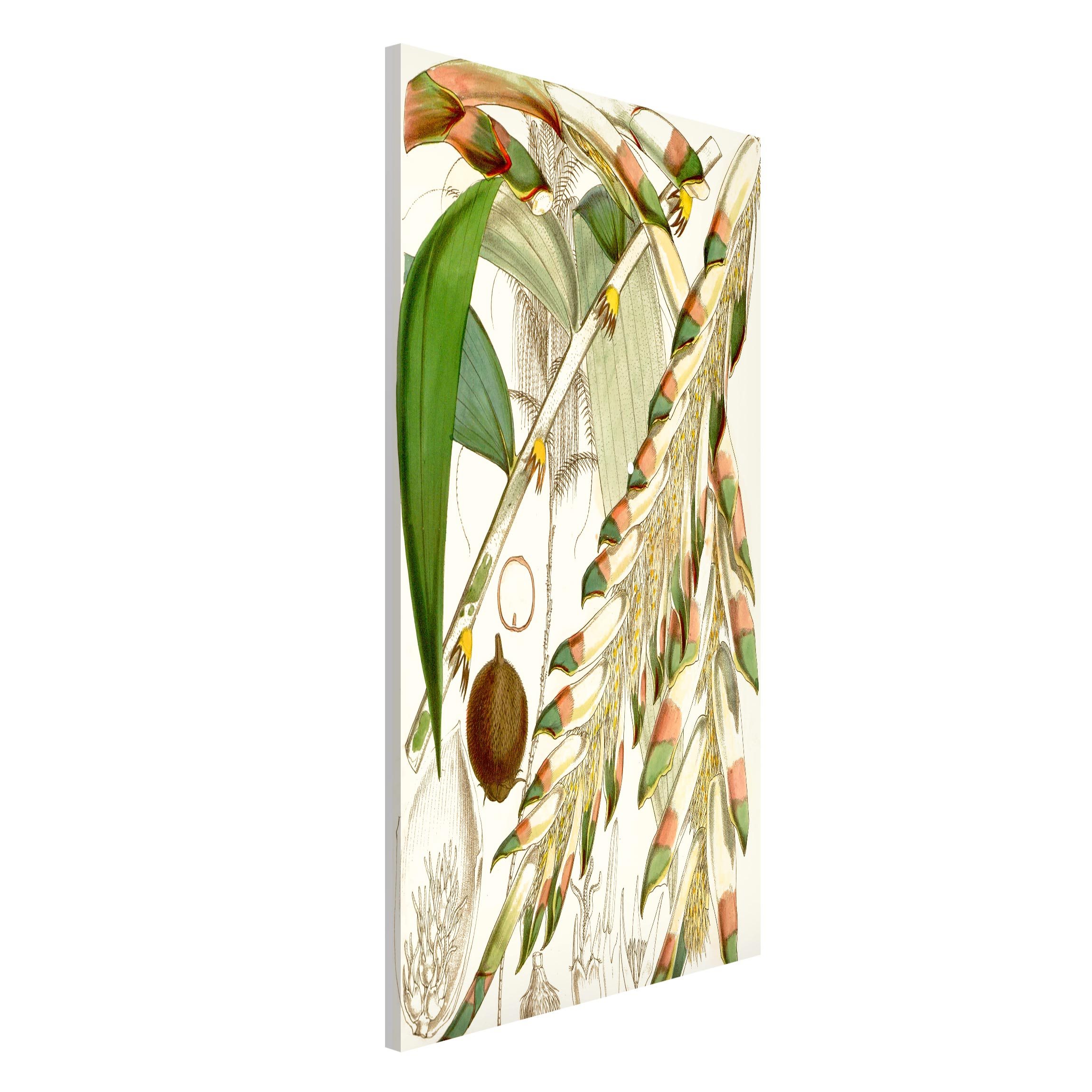 Magnettafel - Hochformat 3:4 Vintage Illustration Tropische Blüten III