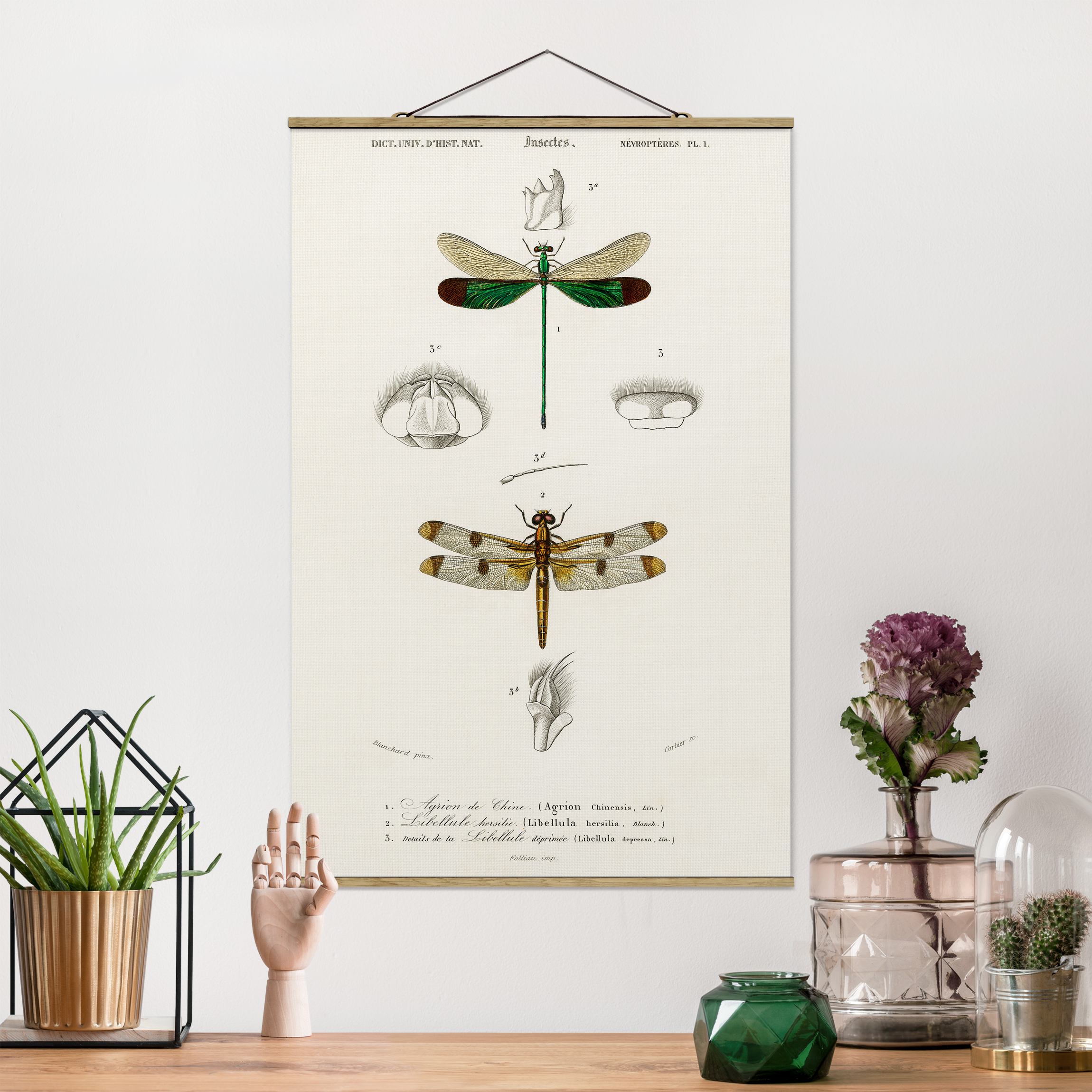 Stoffbild mit Posterleisten Vintage Lehrtafel Libellen