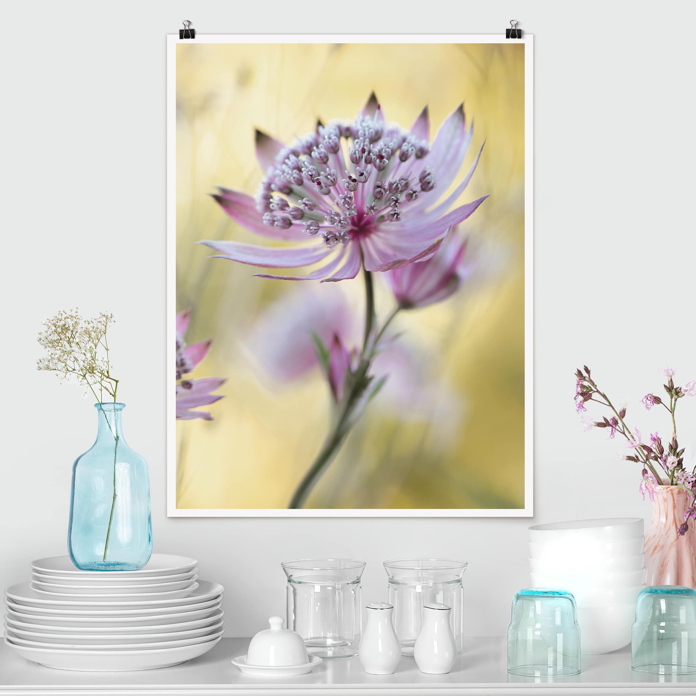 Poster - Hochformat Astrantia Major