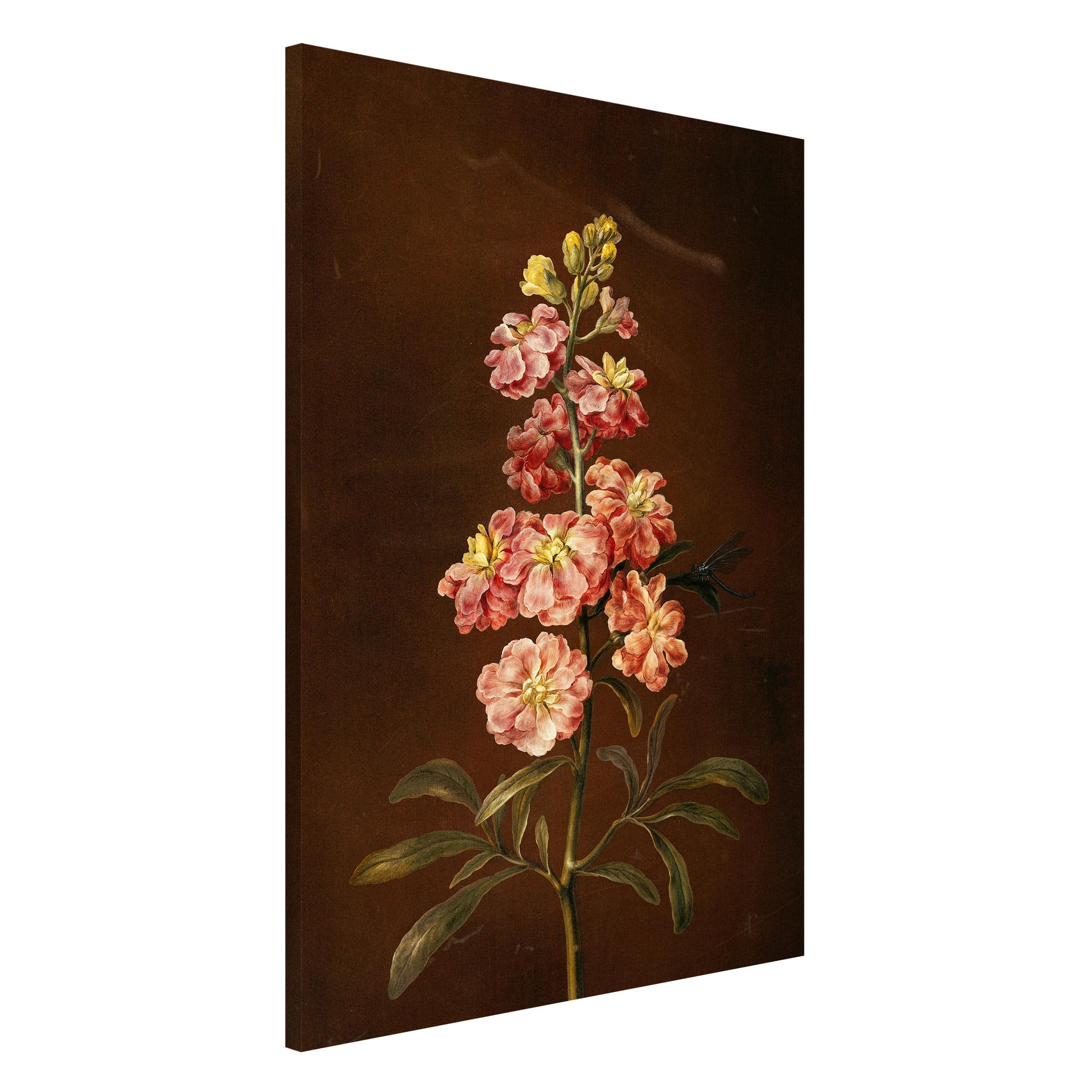 Magnettafel - Hochformat 2:3 Barbara Regina Dietzsch - Eine rosa Garten-Levkkoje