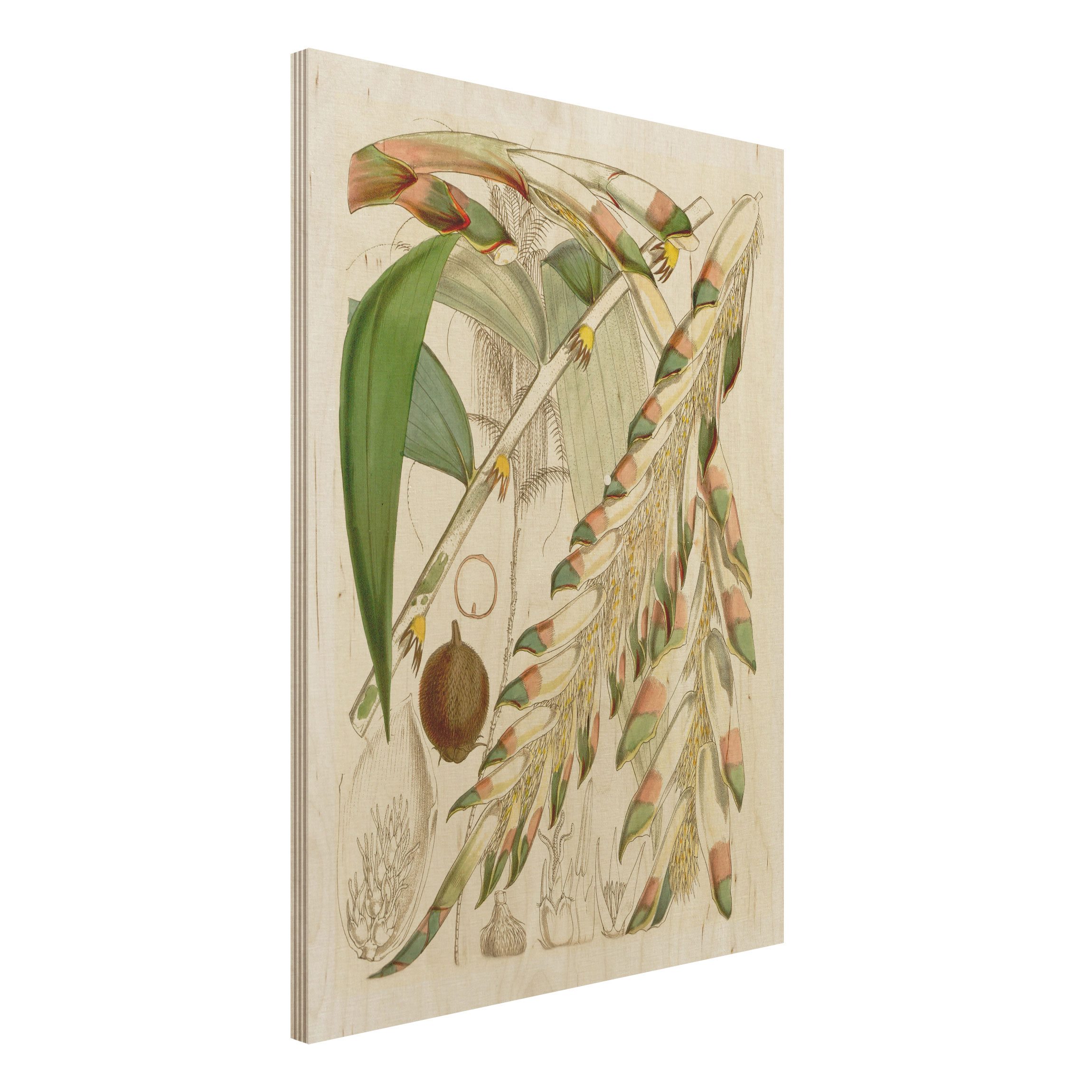 Holzbild - Hochformat 3:4 Vintage Illustration Tropische Blüten III