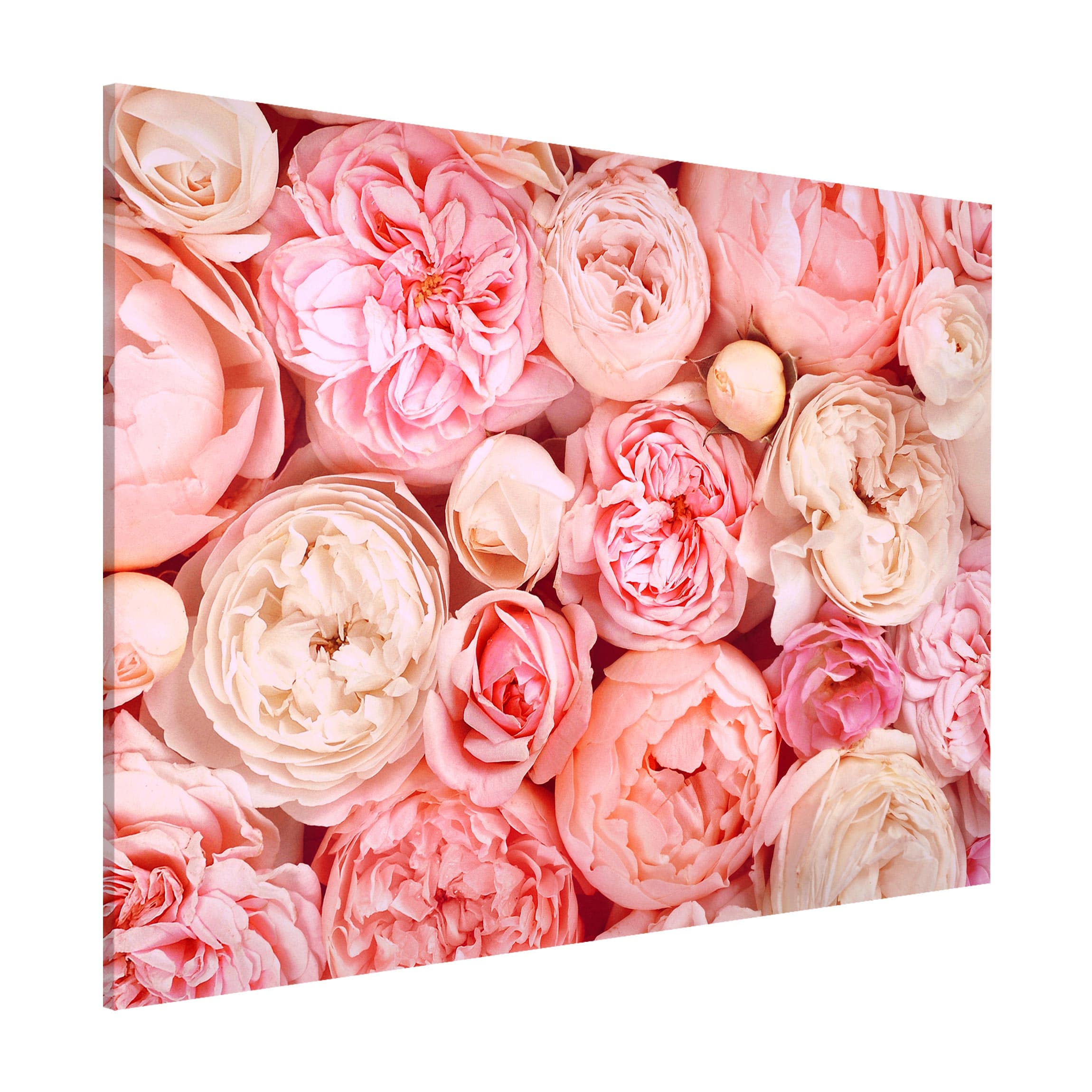 Magnettafel - Querformat 4:3 Rosen Rosé Koralle Shabby