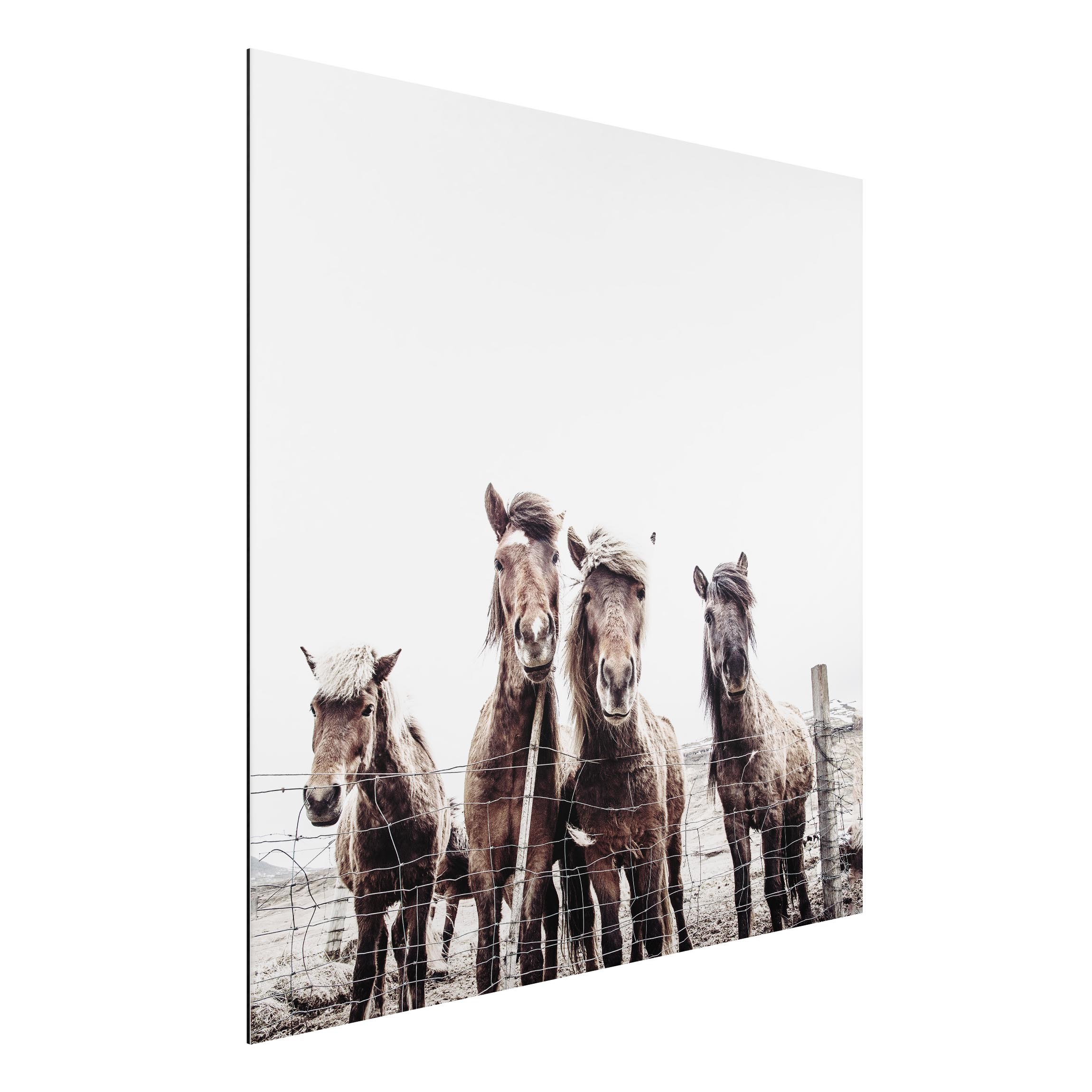 Alu-Dibond Bild Island Pferde