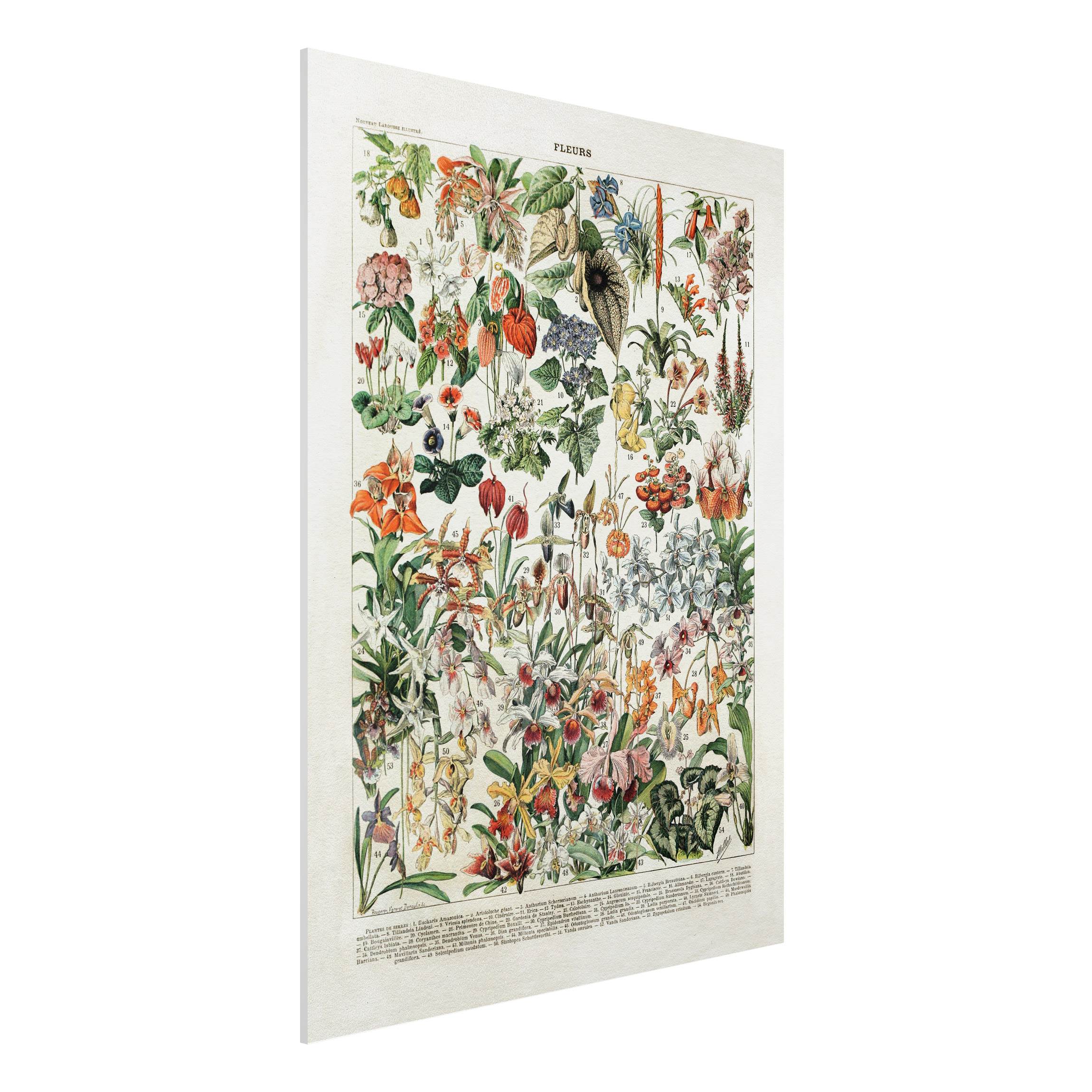 Forexbild - Hochformat Vintage Lehrtafel Blumen III