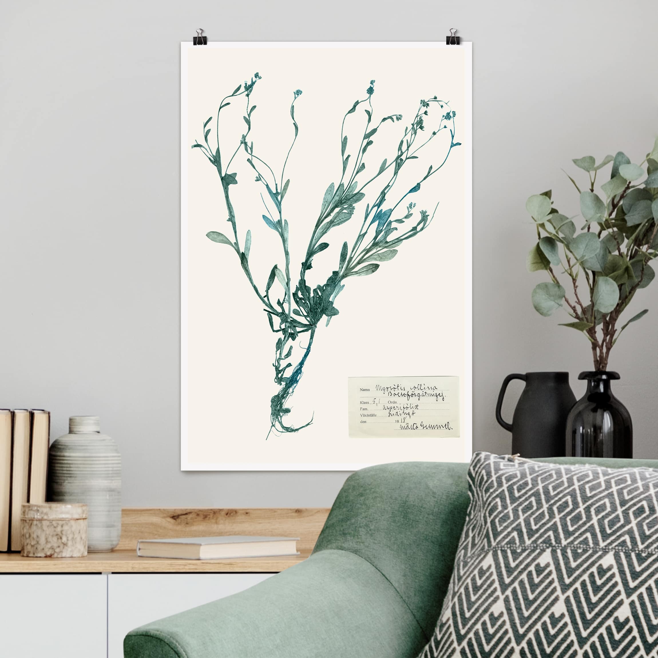 Poster Blumen Gepresste Blumen - Vergissmeinnicht