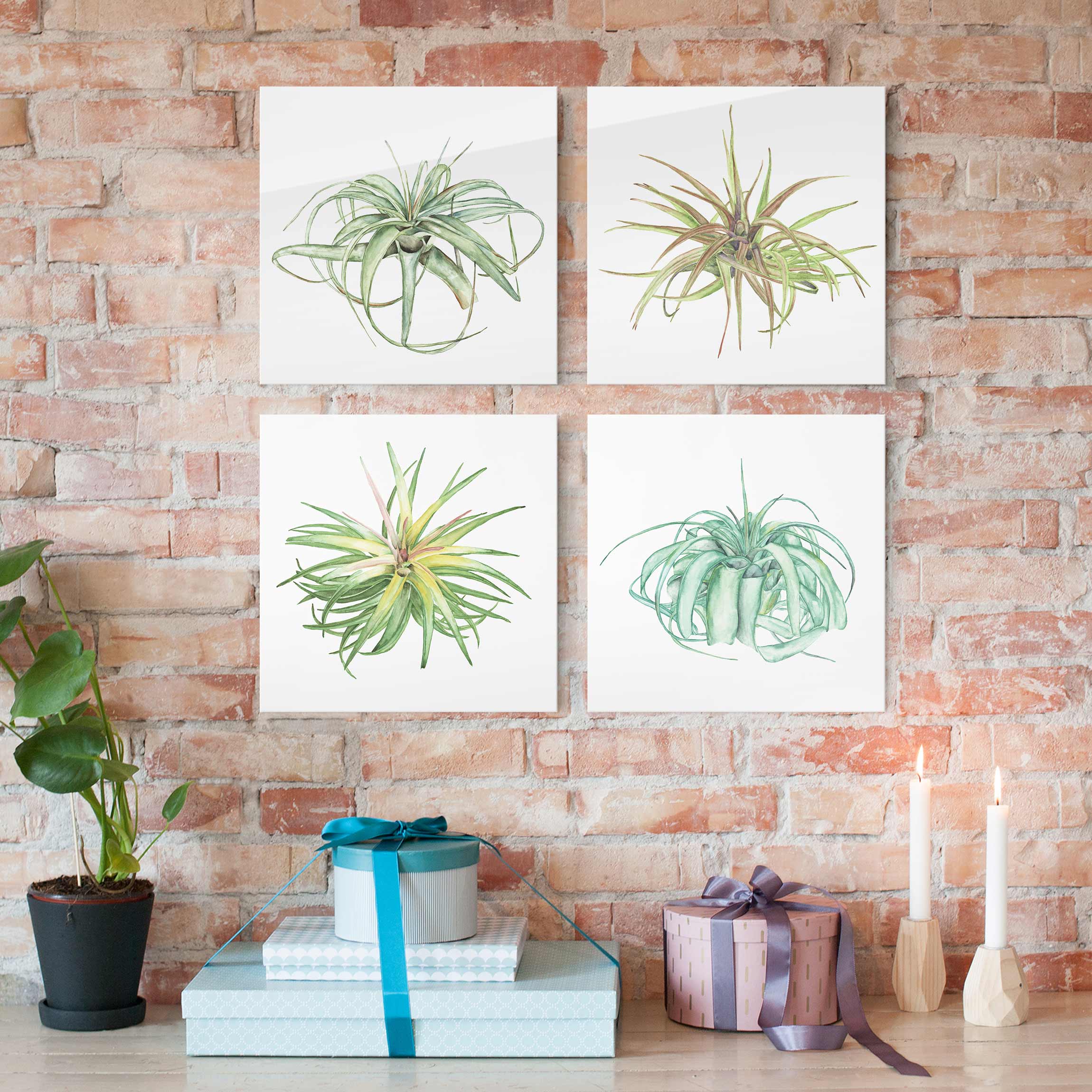 4-teiliges Glasbild - Quadrat Luftpflanze Aquarell Set I
