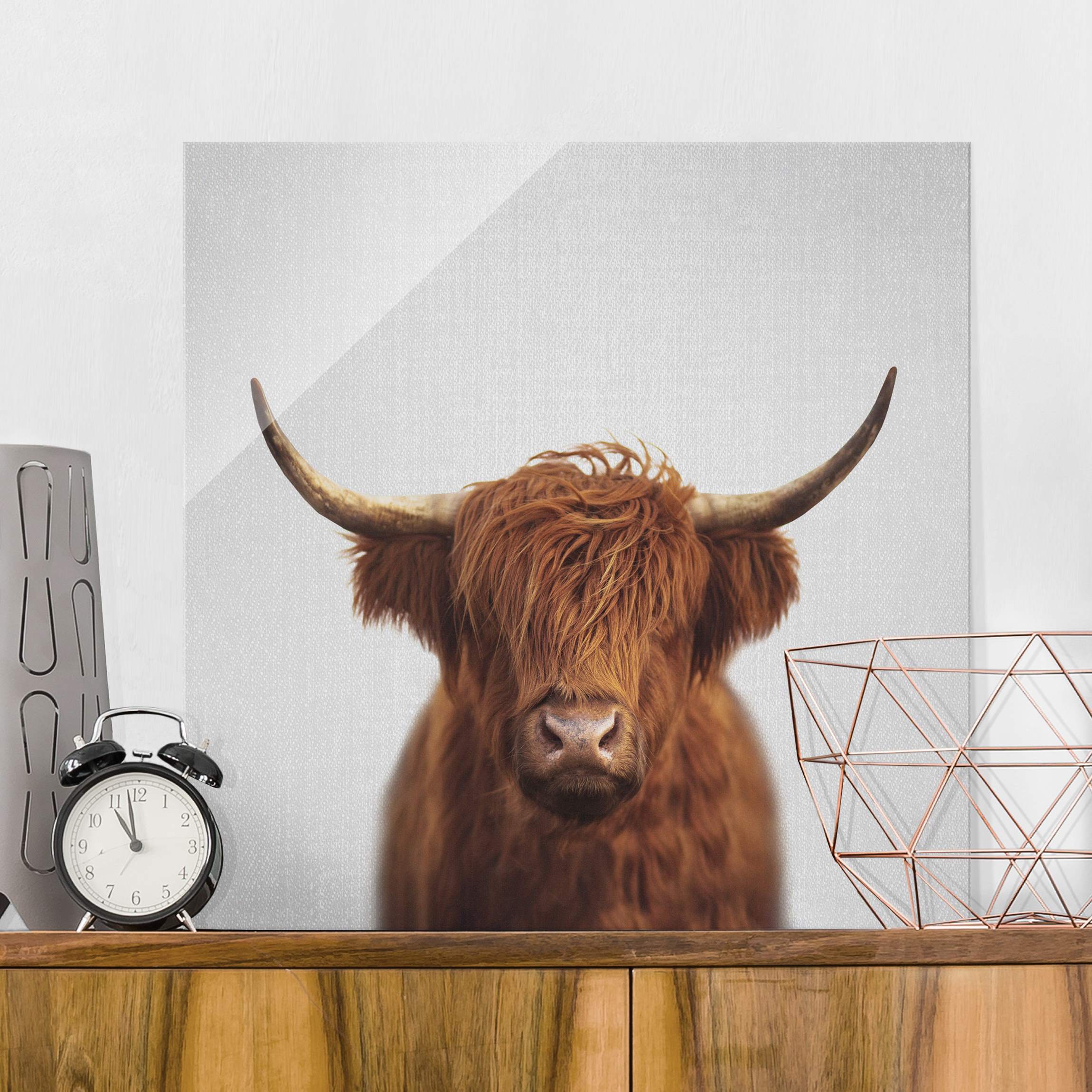 Glasbild Hochlandrind Harry