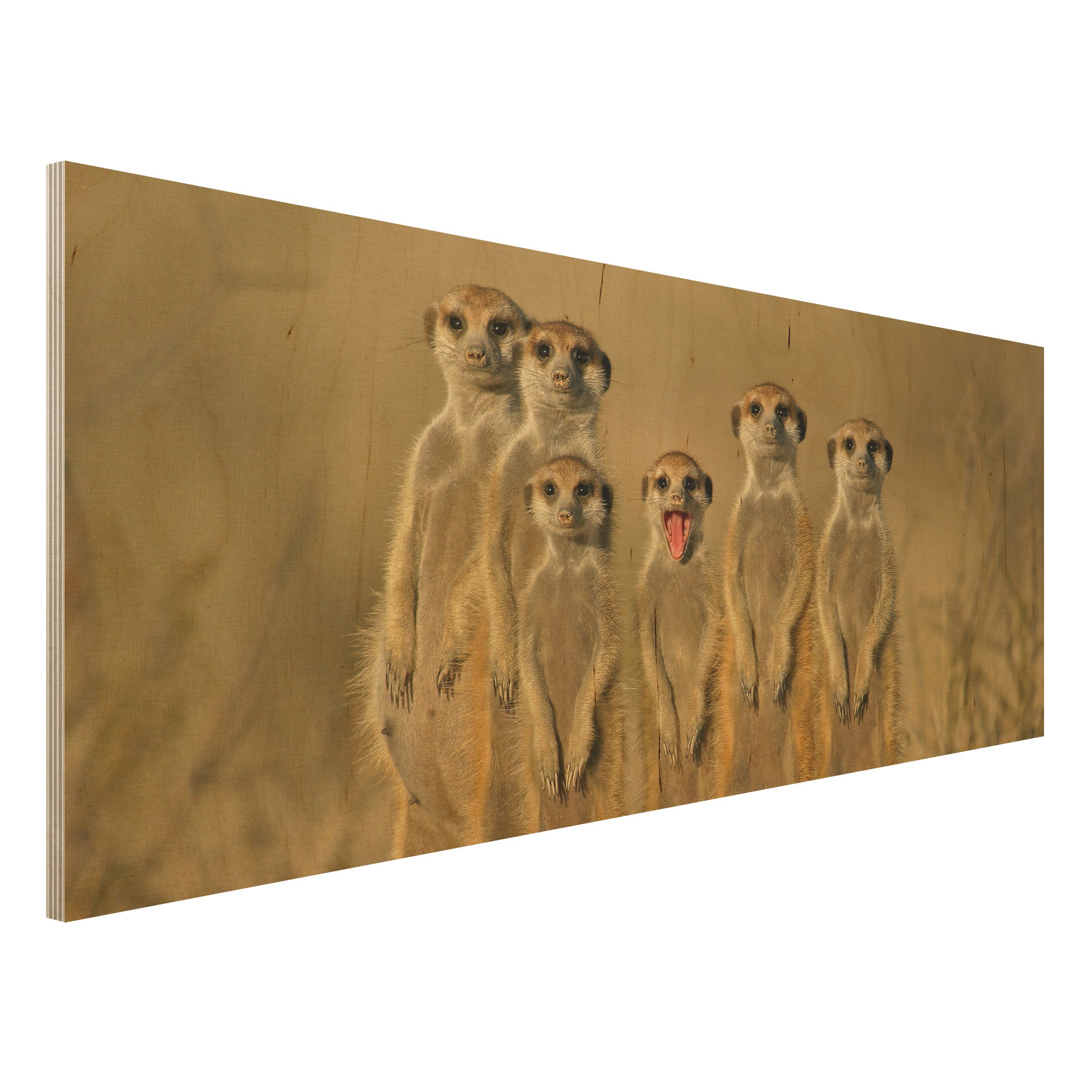 Holzbild Tiere - Panorama Meerkat Family