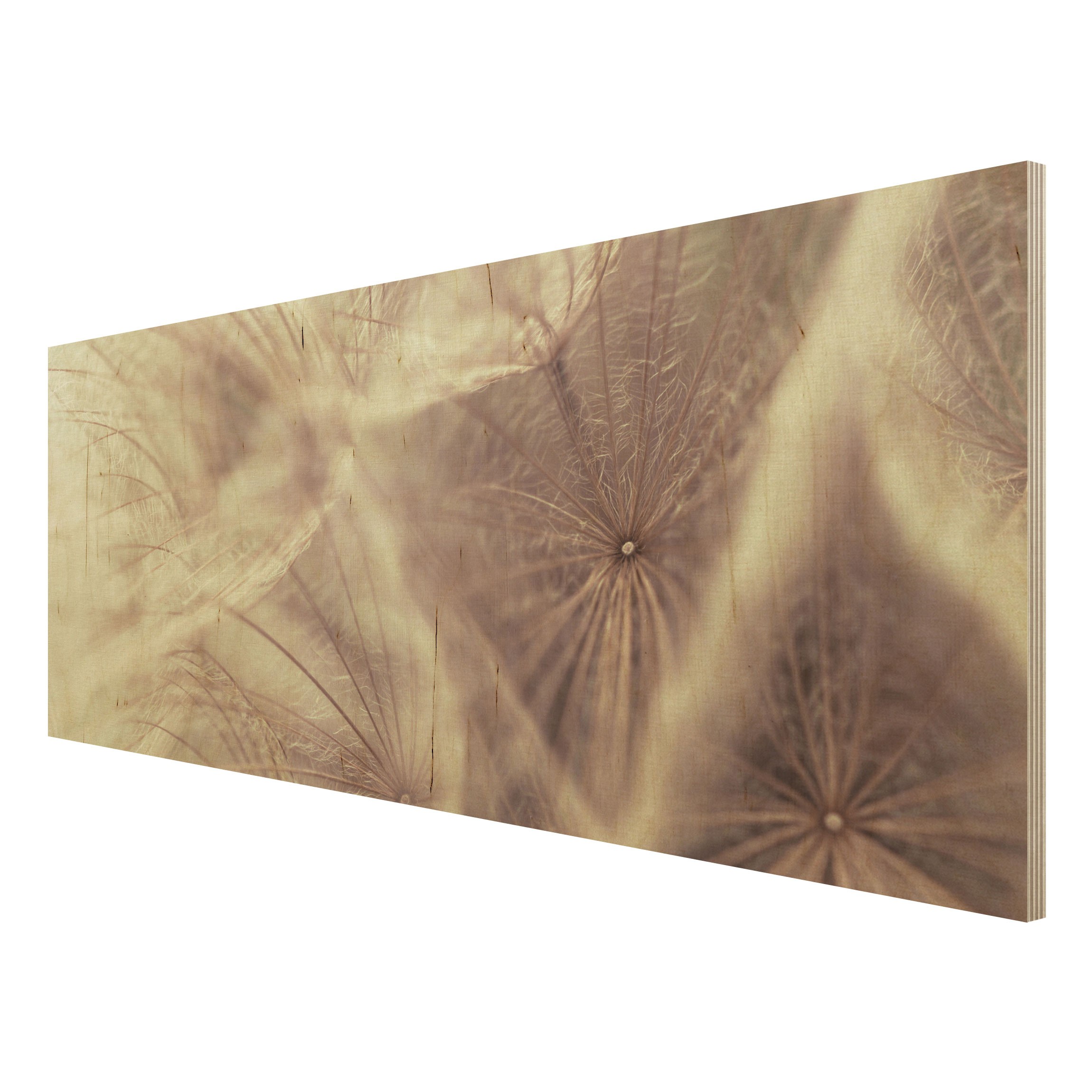 Holzbild Blumen Detailreiche Pusteblumen Makroaufnahme mit Vintage Blur Effekt