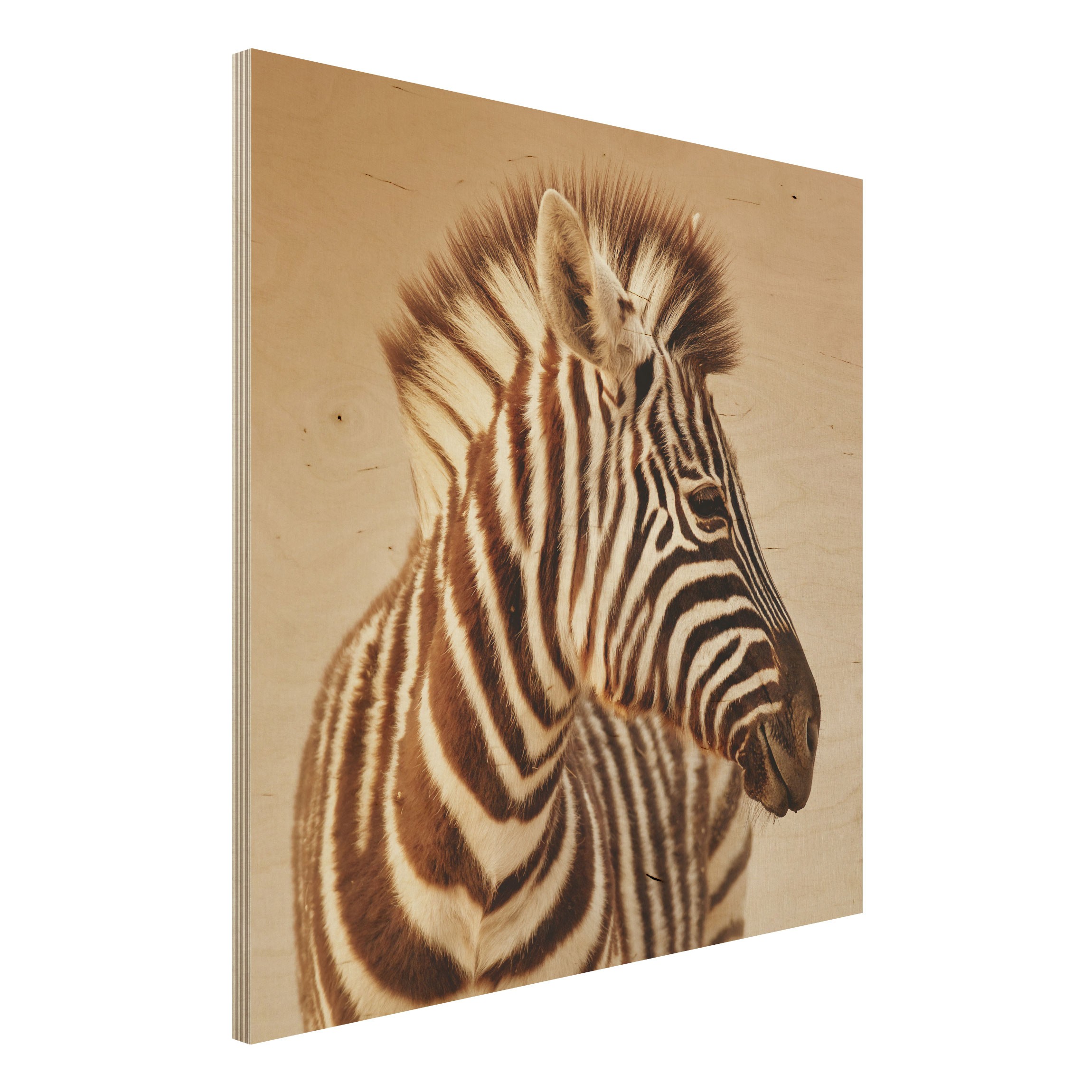 Holzbild - Quadrat Zebra Baby Portrait