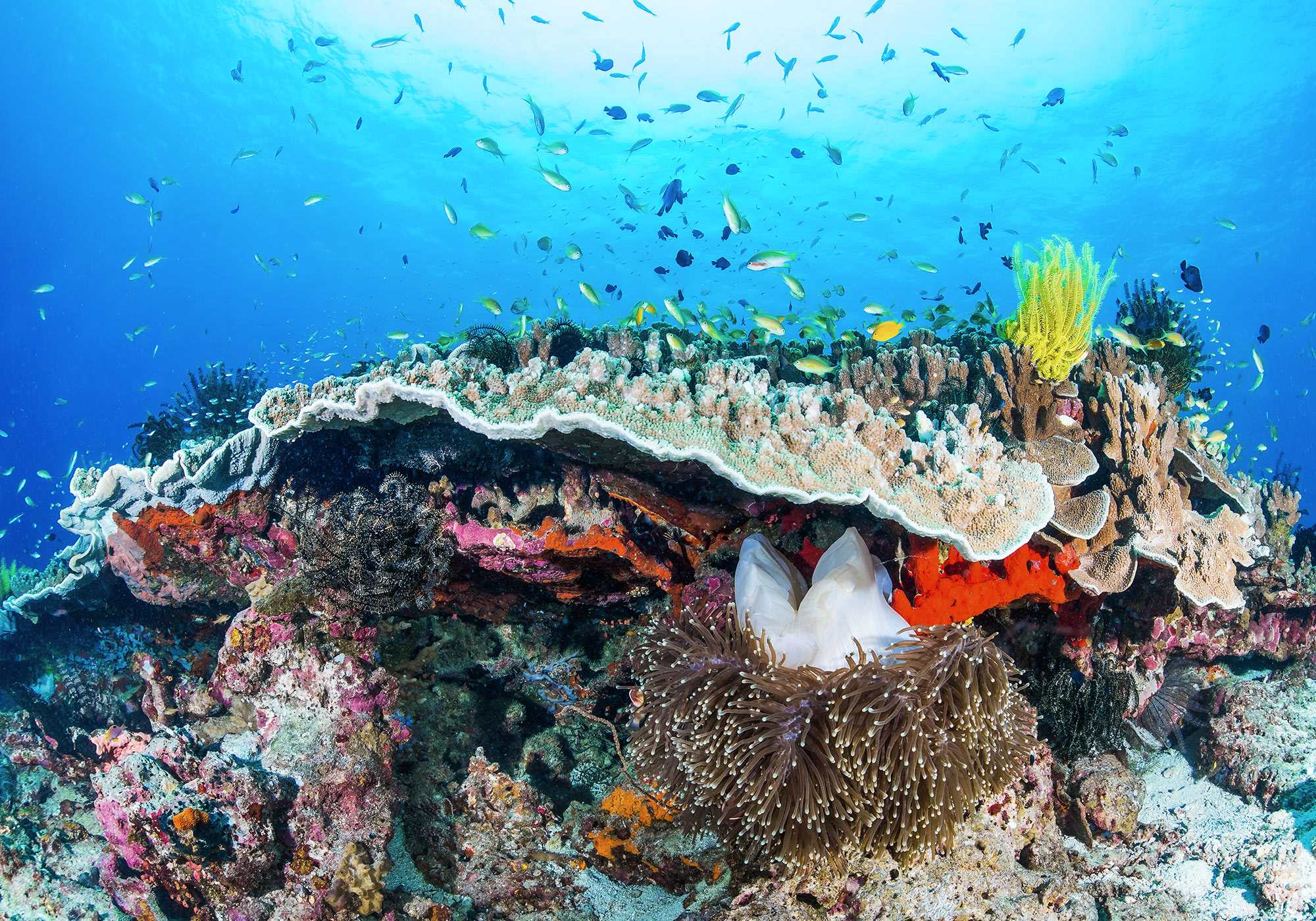 Fototapete Coral Reef