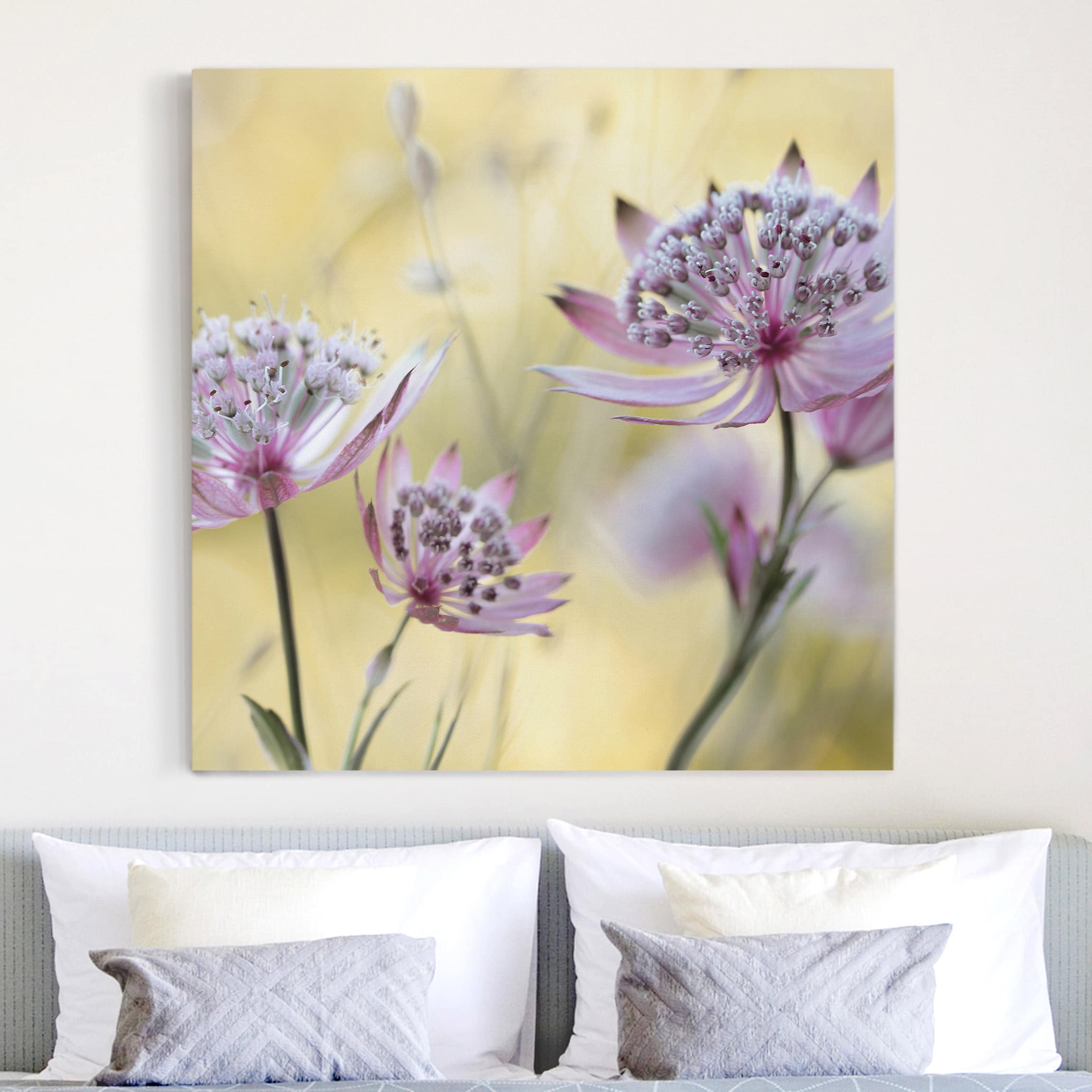 Leinwandbild Blumen Astrantia Major