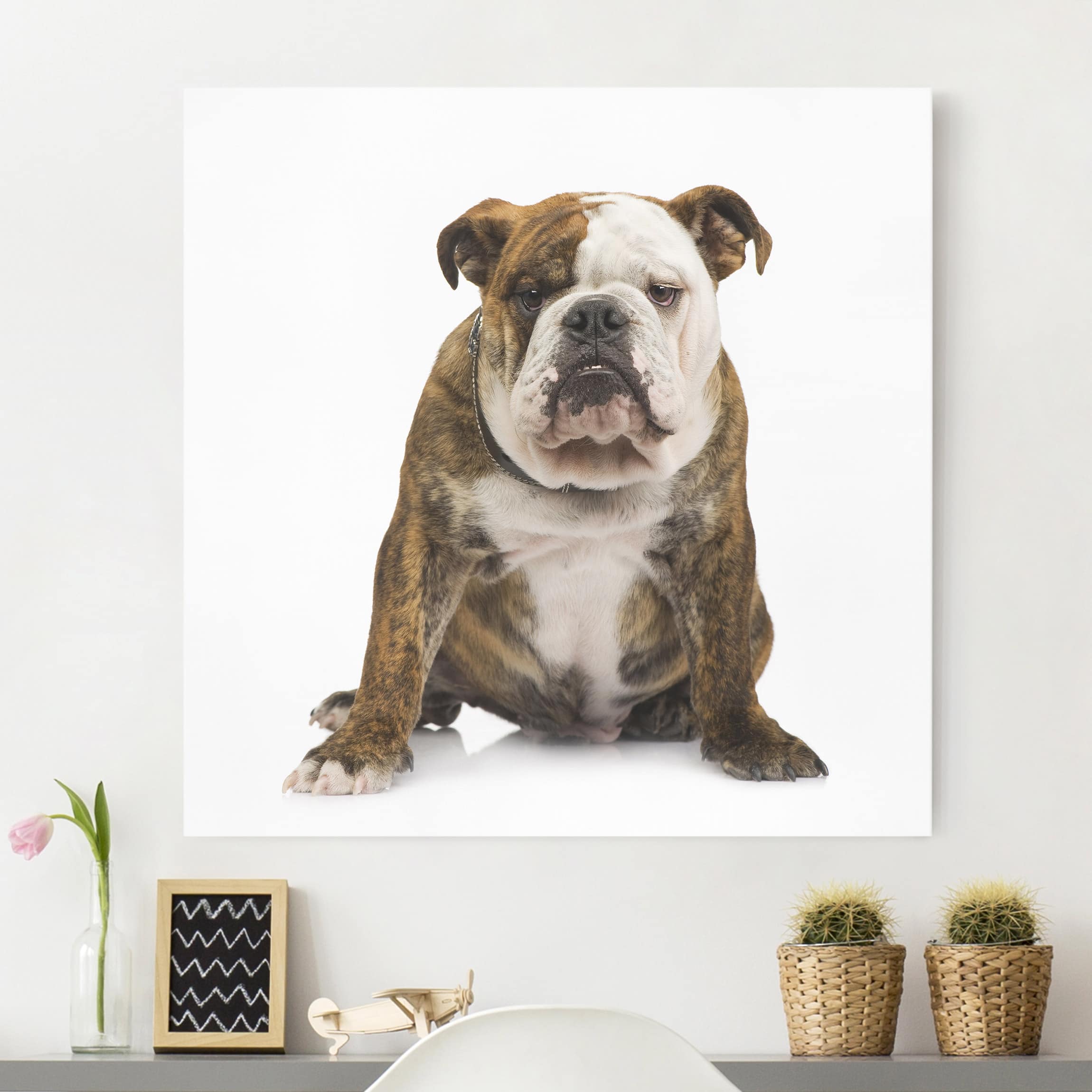 Leinwandbild Tiere Bulldogge