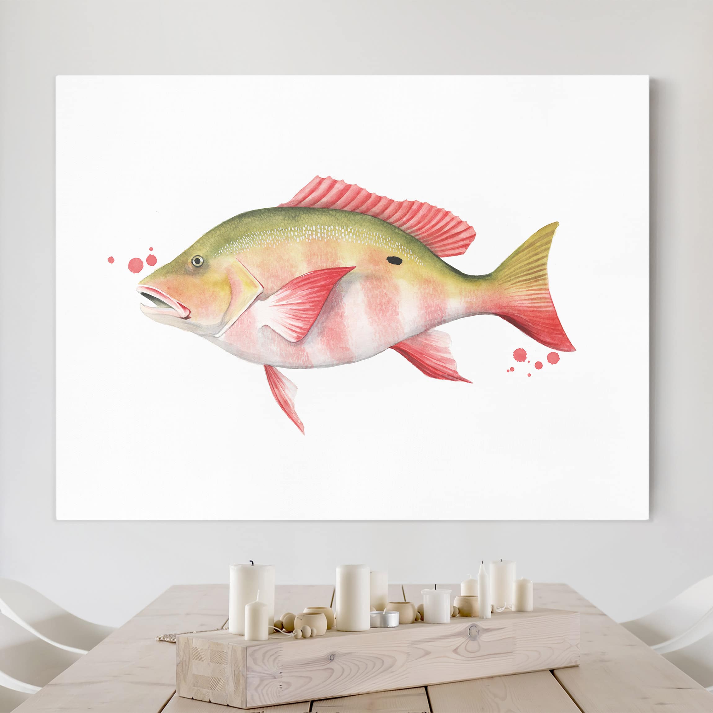 Leinwandbild Tiere Farbfang - Nördlicher Schnapper