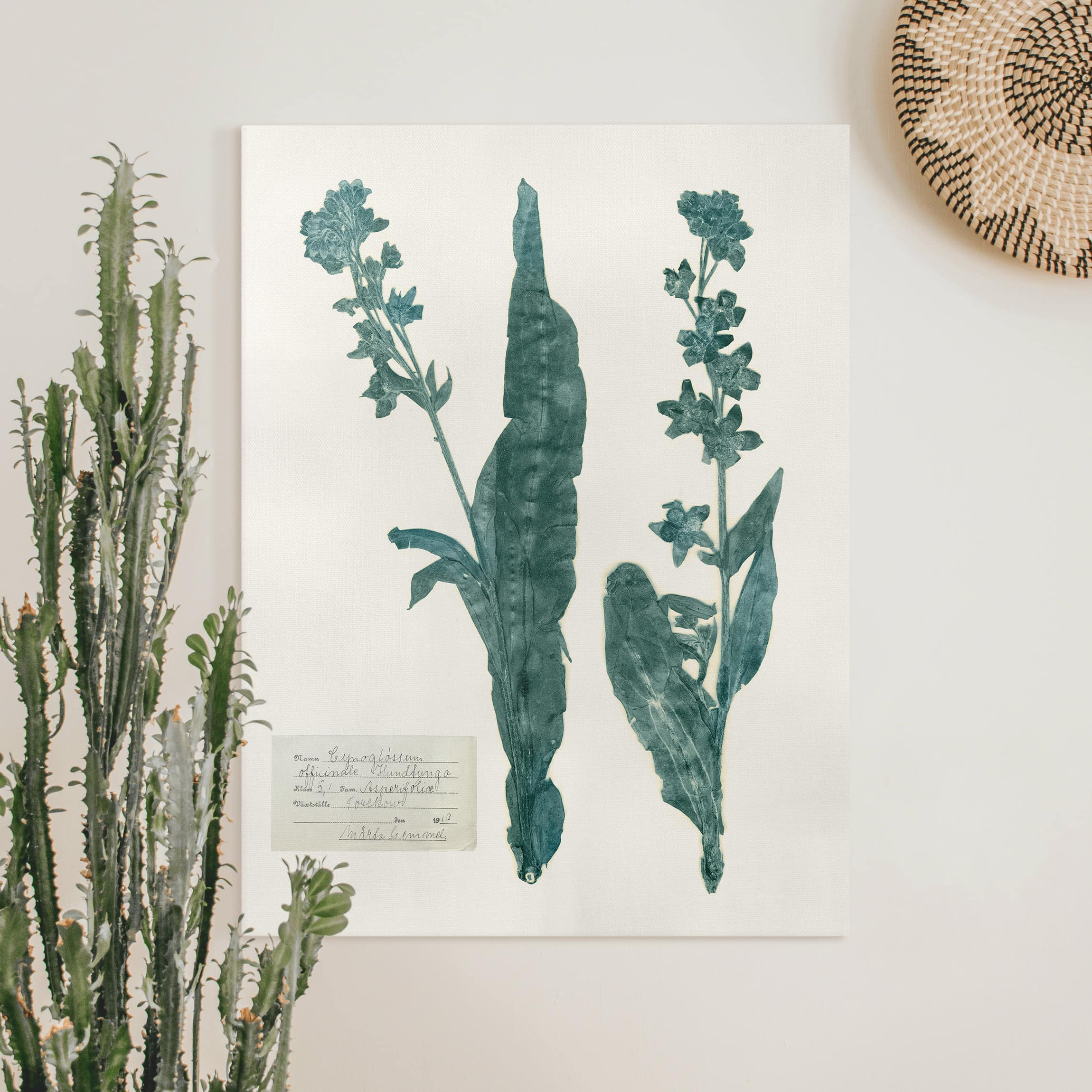 Leinwandbild - Hochformat Gepresste Blumen - Hundszunge