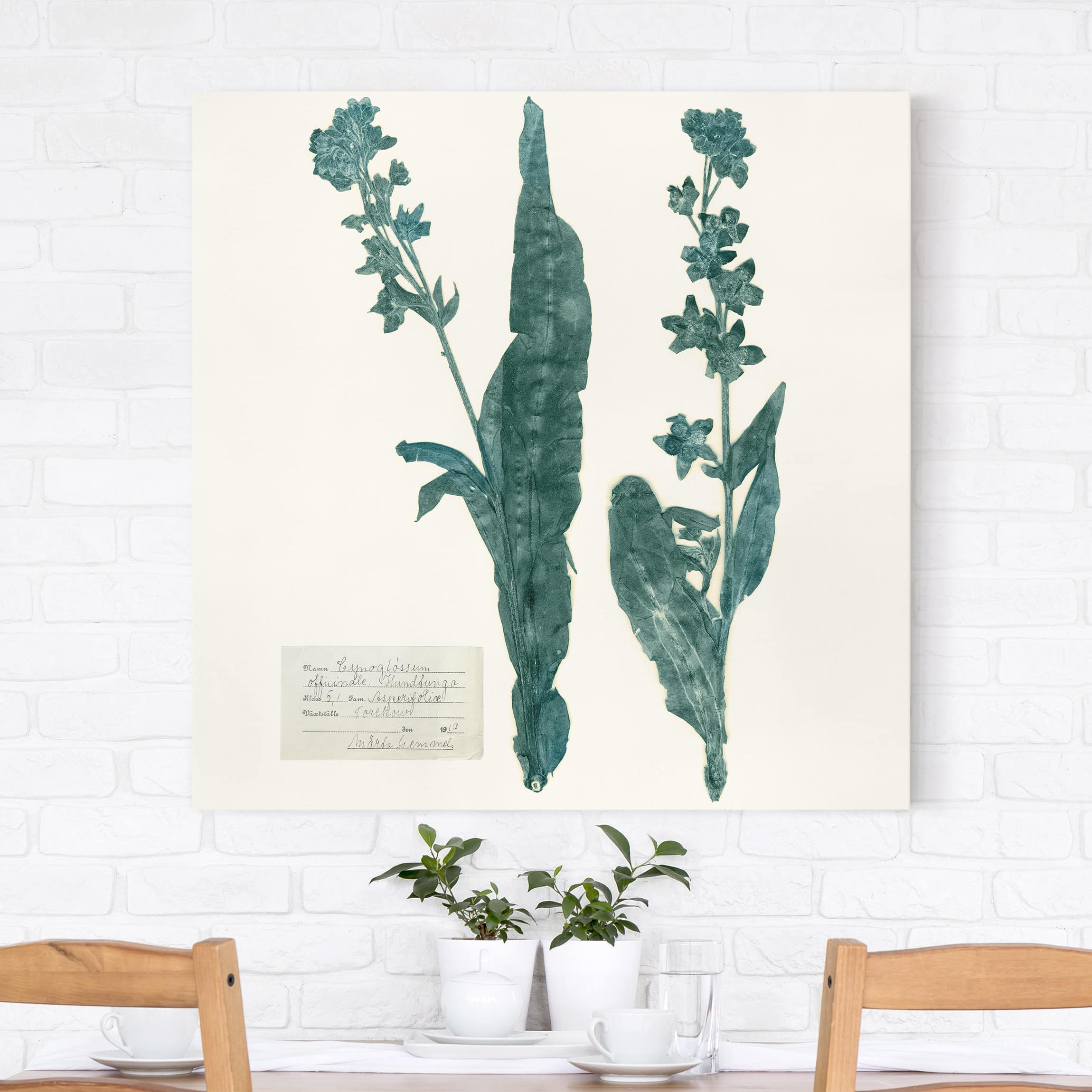 Leinwandbild - Quadrat Gepresste Blumen - Hundszunge