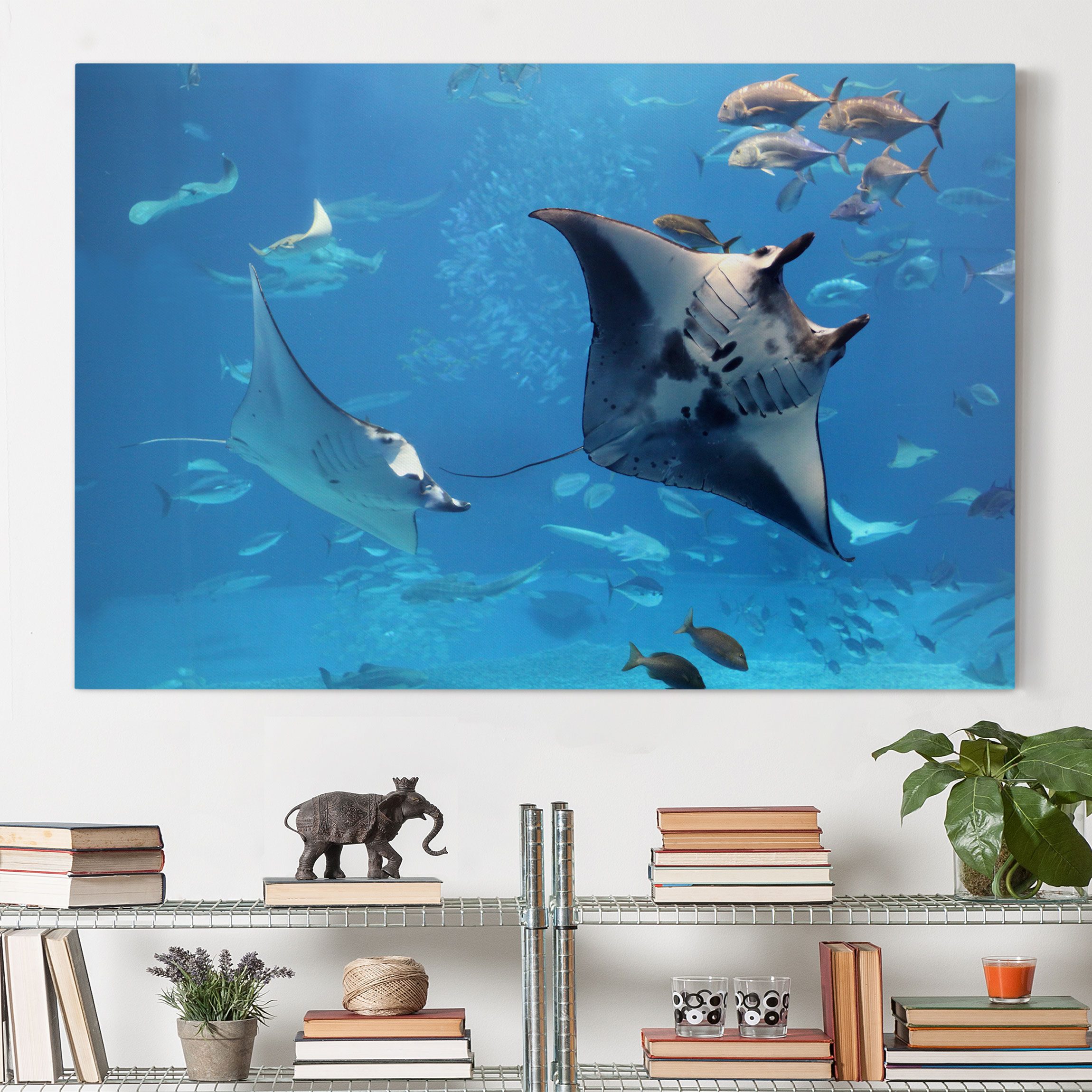 Leinwandbild Strand Manta Ray