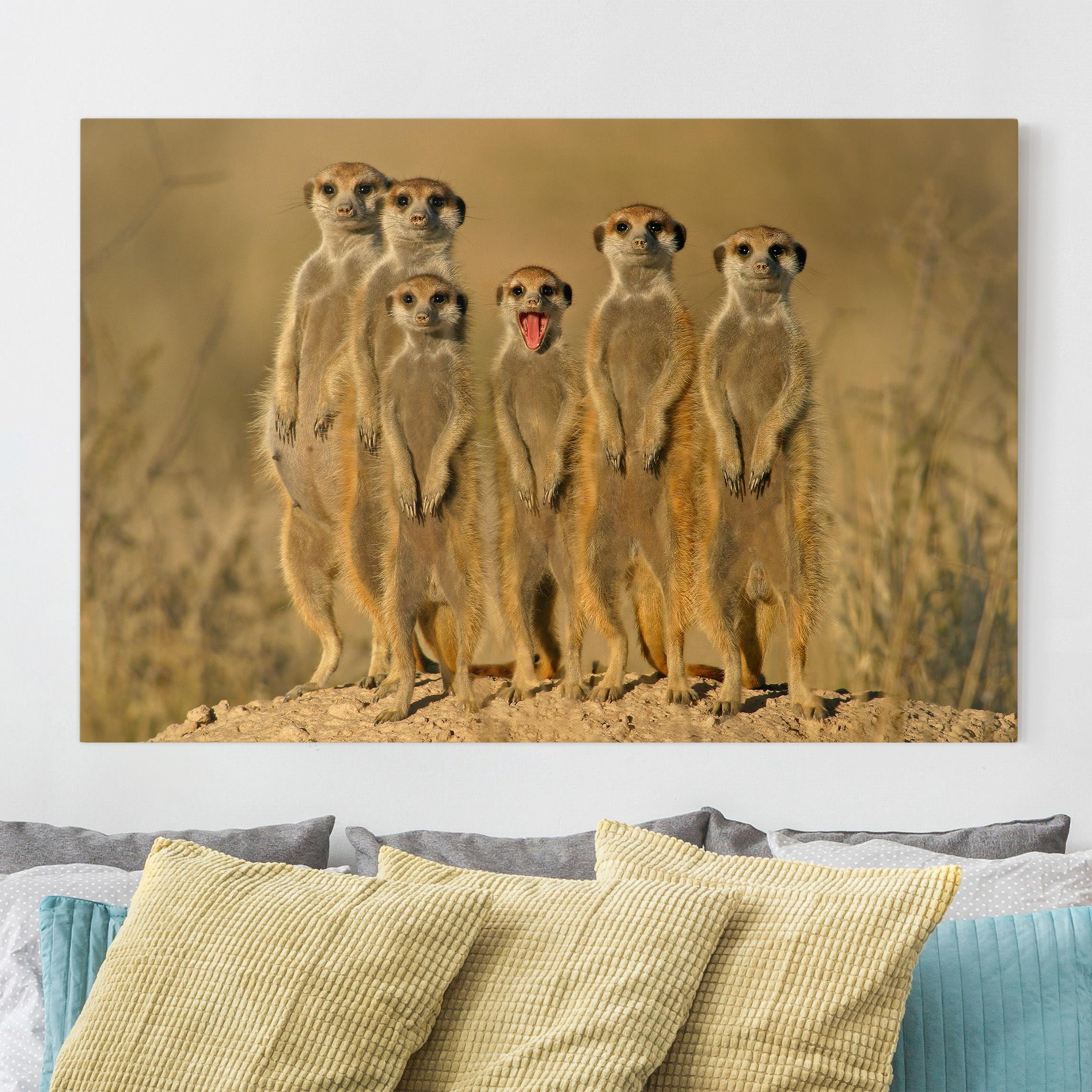 Leinwandbild - Querformat Meerkat Family