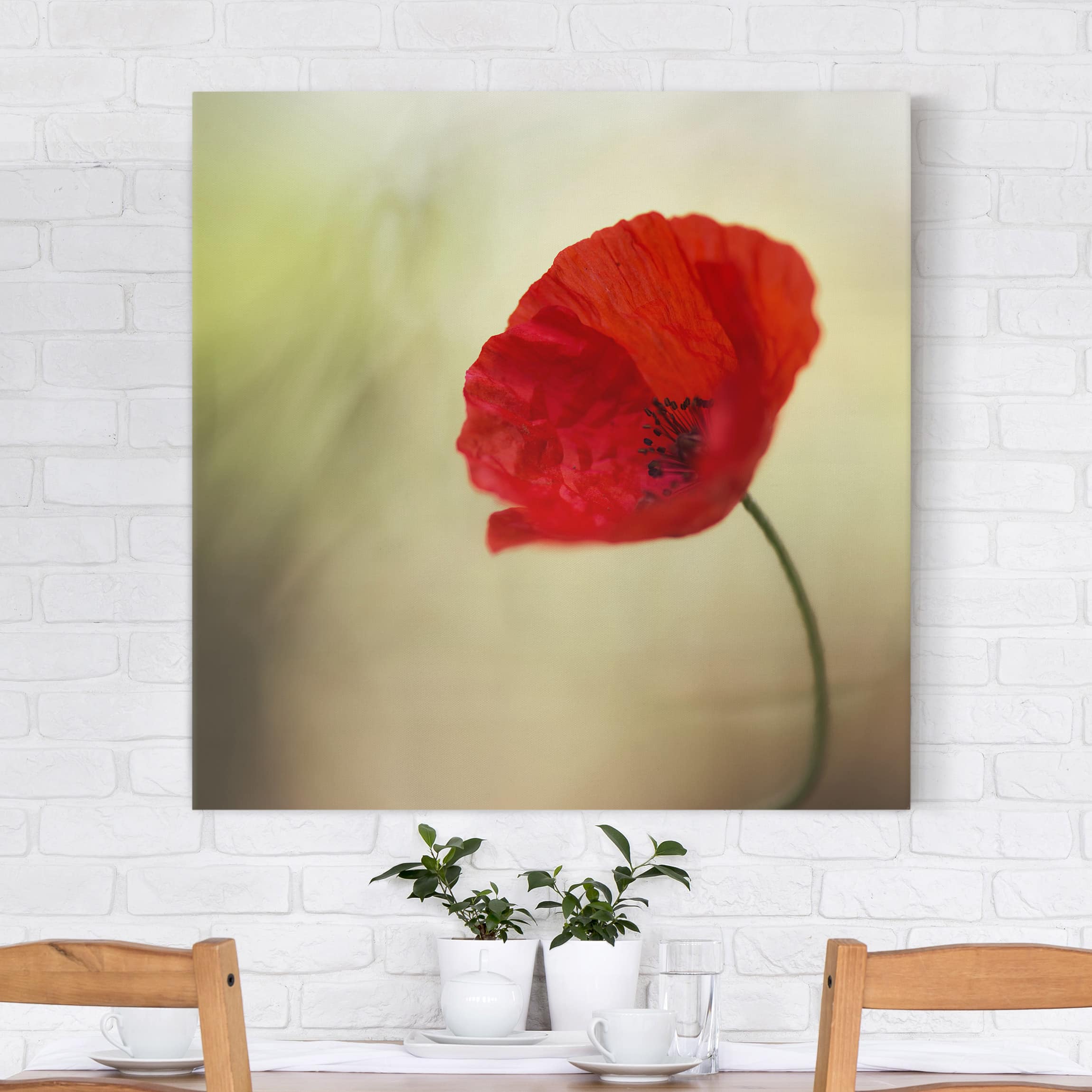 Leinwandbild - Quadrat Mohnblüte im Garten