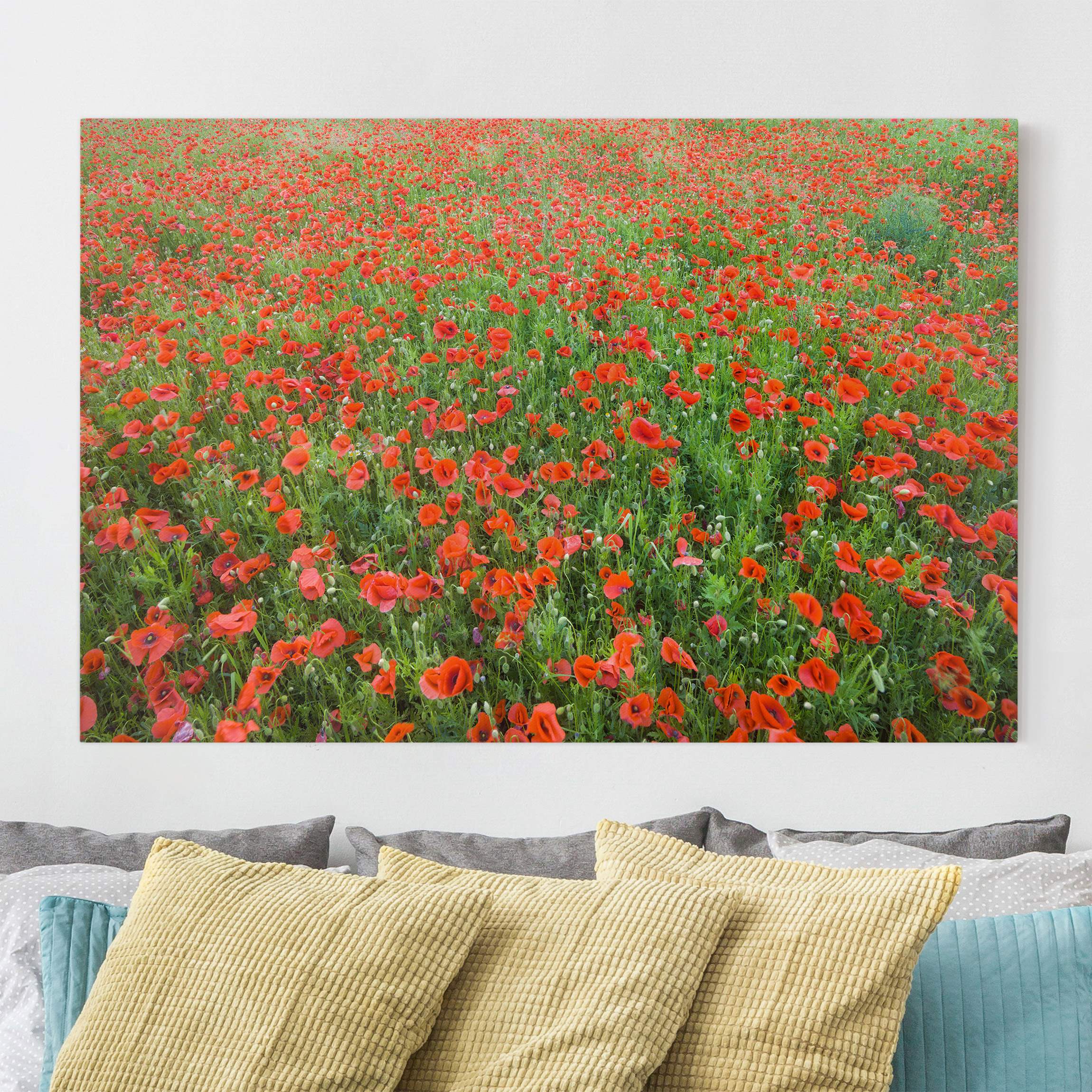 Leinwandbild Blumen Mohnblumenfeld
