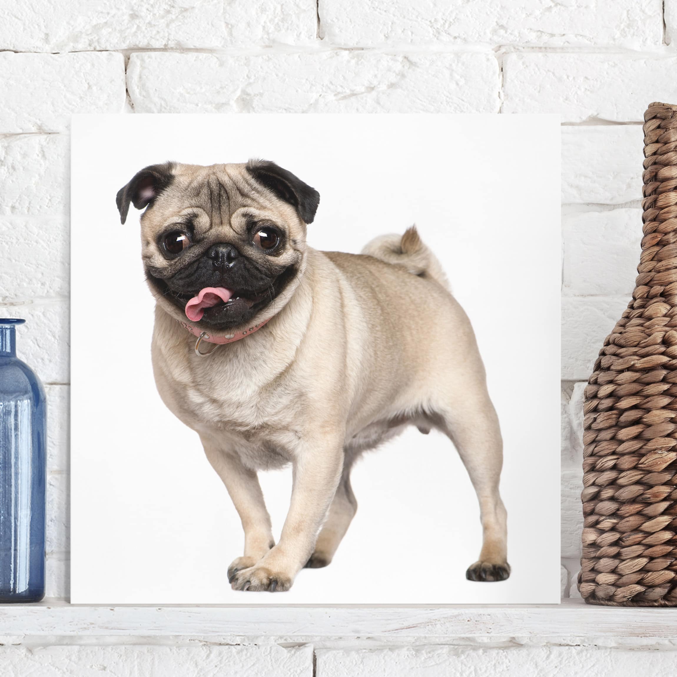 Leinwandbild Tiere Mopsfidel