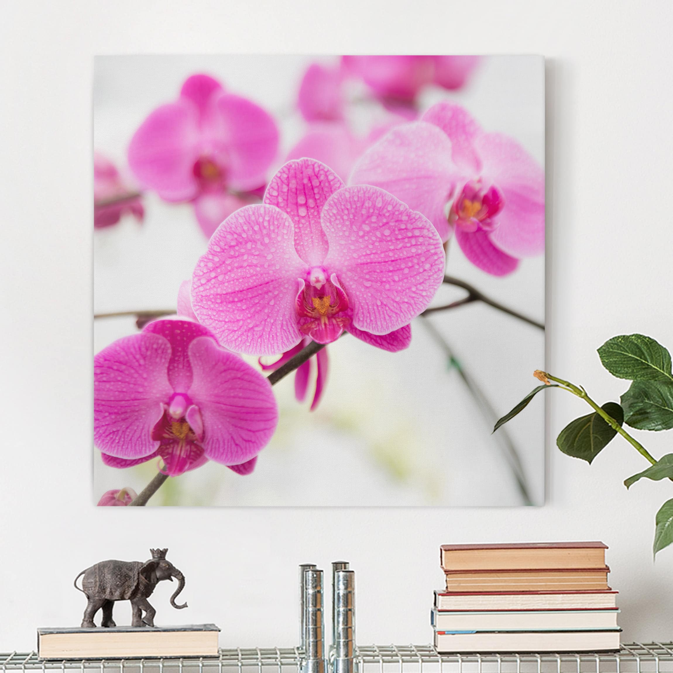Leinwandbild Blumen Nahaufnahme Orchidee