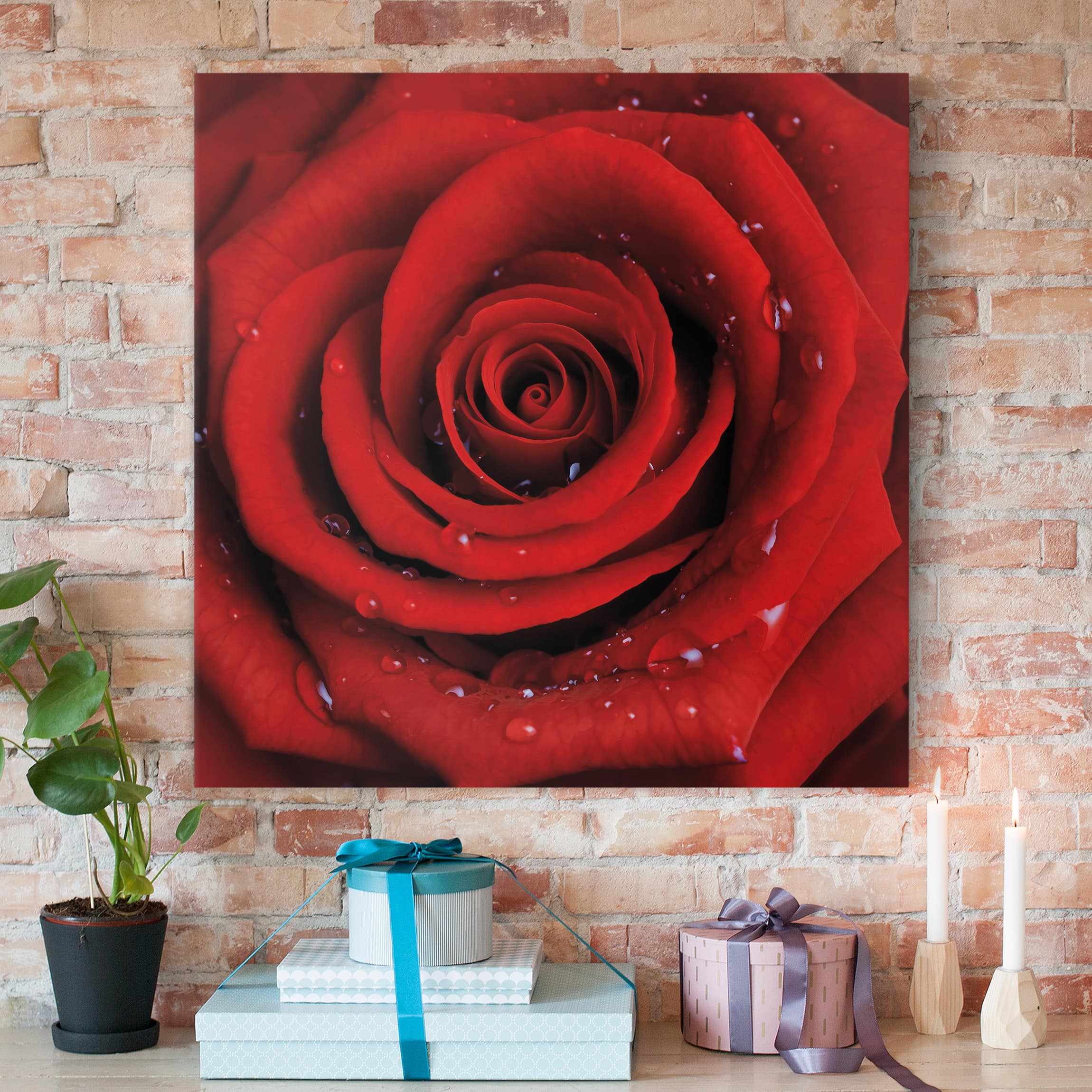 Leinwandbild - Quadrat Rote Rose mit Wassertropfen