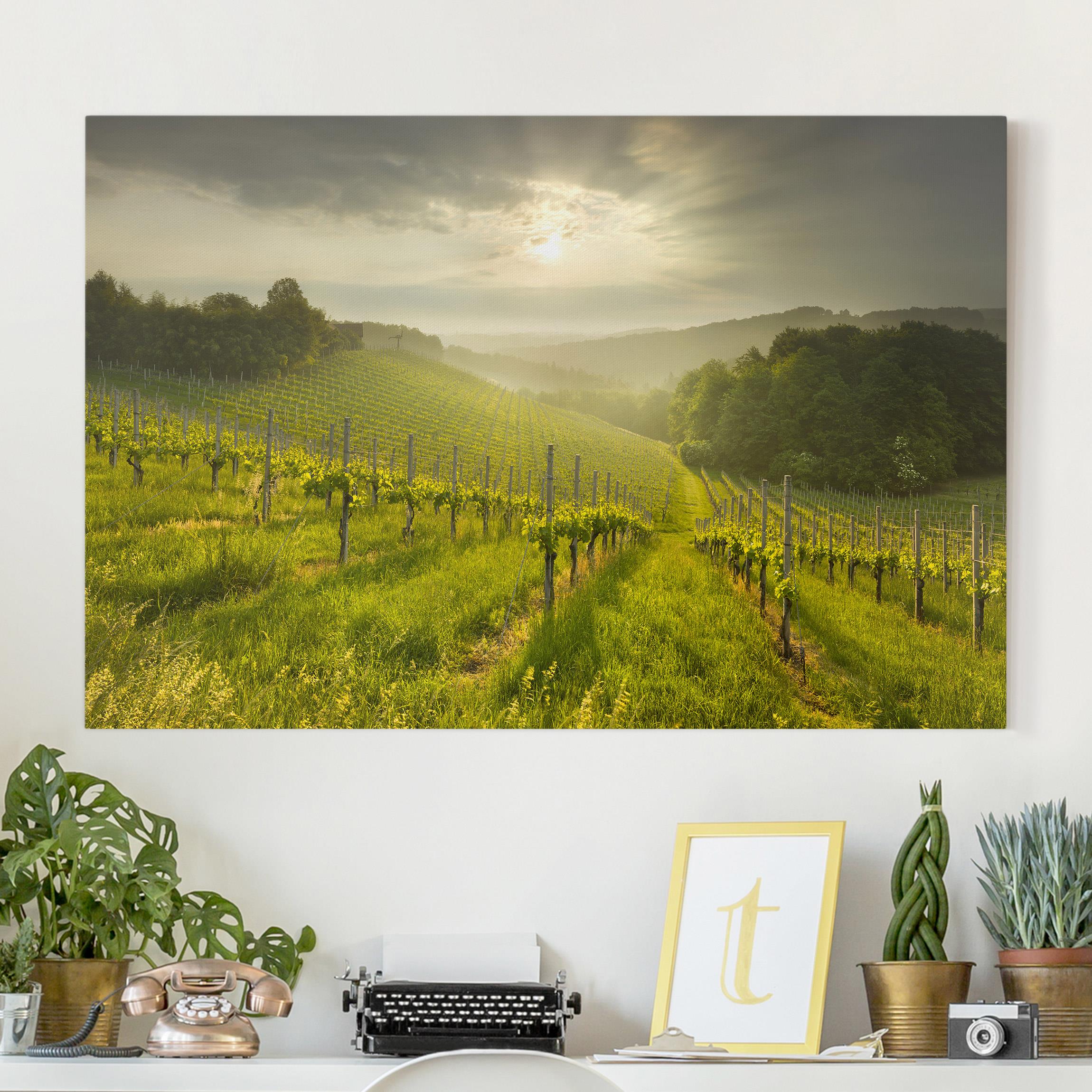 Leinwandbild Küche Sonnenstrahlen Weinberg