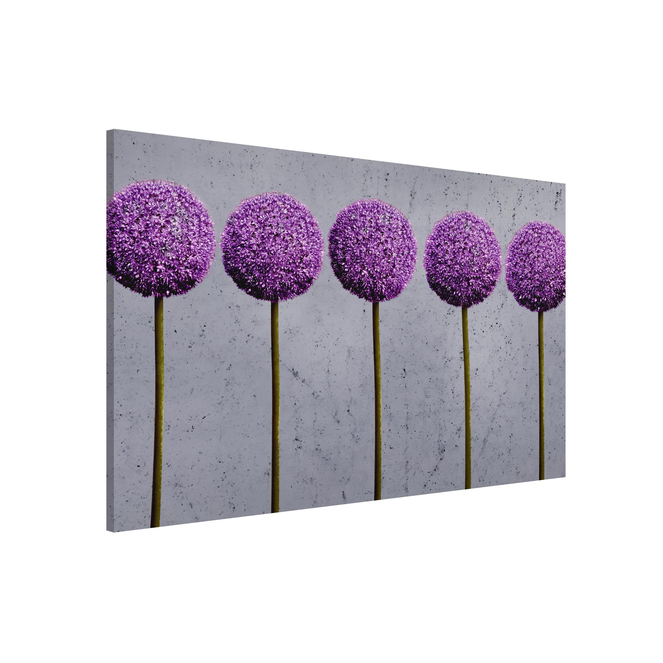 Magnettafel - Querformat 3:2 Allium Kugel-Blüten