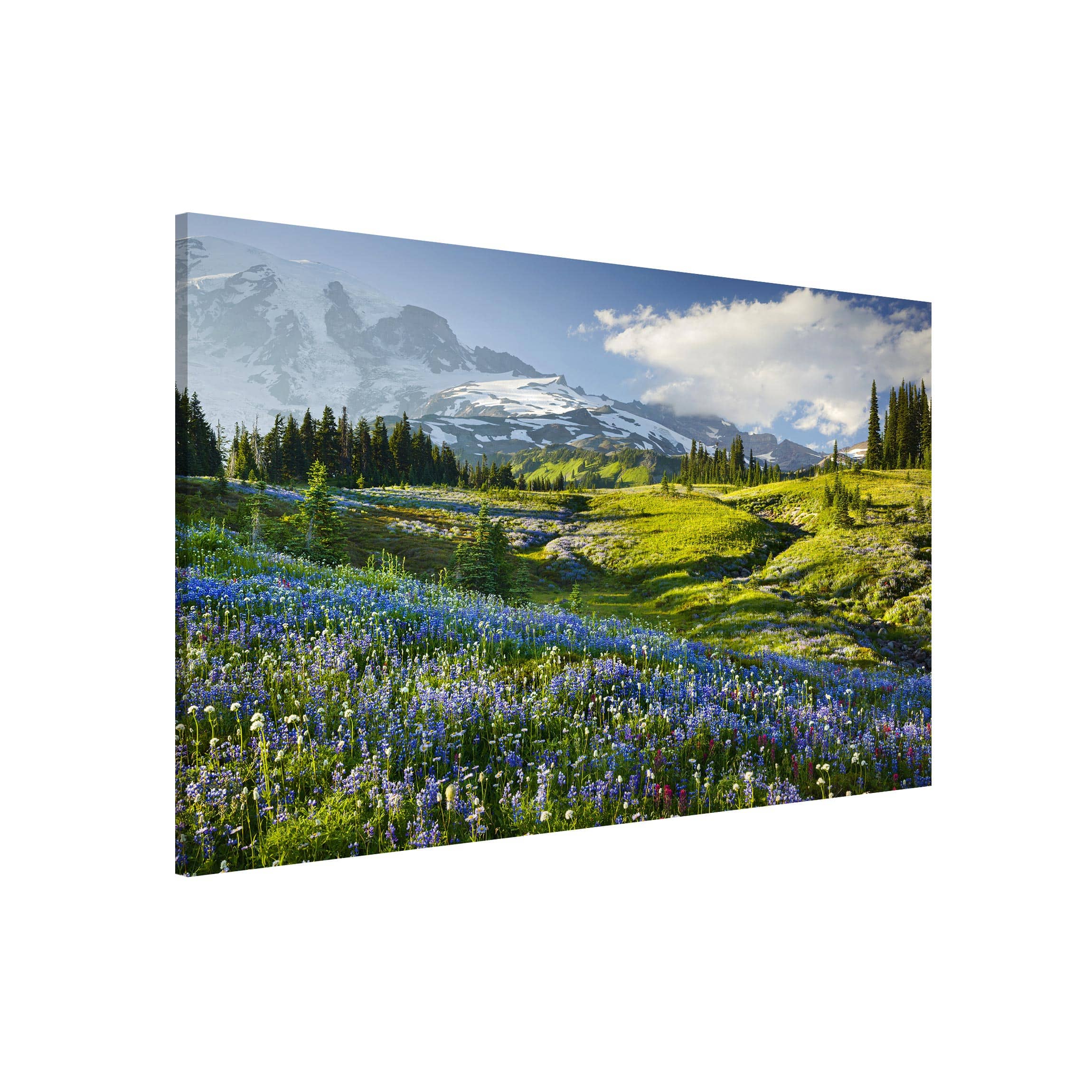 Magnettafel - Querformat 3:2 Bergwiese mit blauen Blumen vor Mt. Rainier