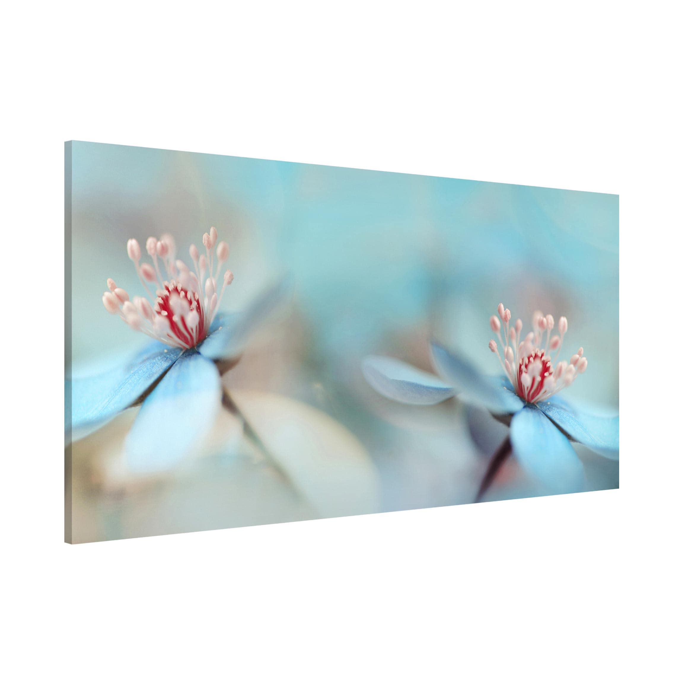 Magnettafel - Querformat 2:1 Blüten in Hellblau