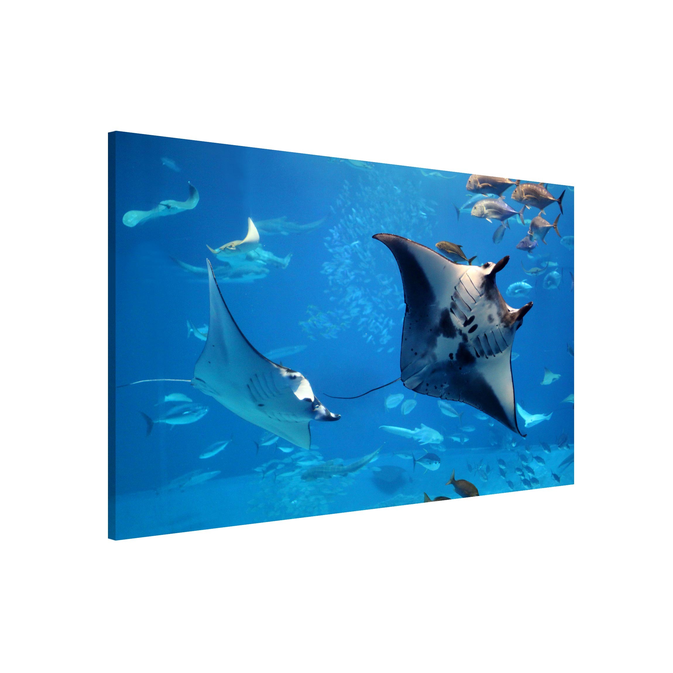 Magnettafel Manta Ray