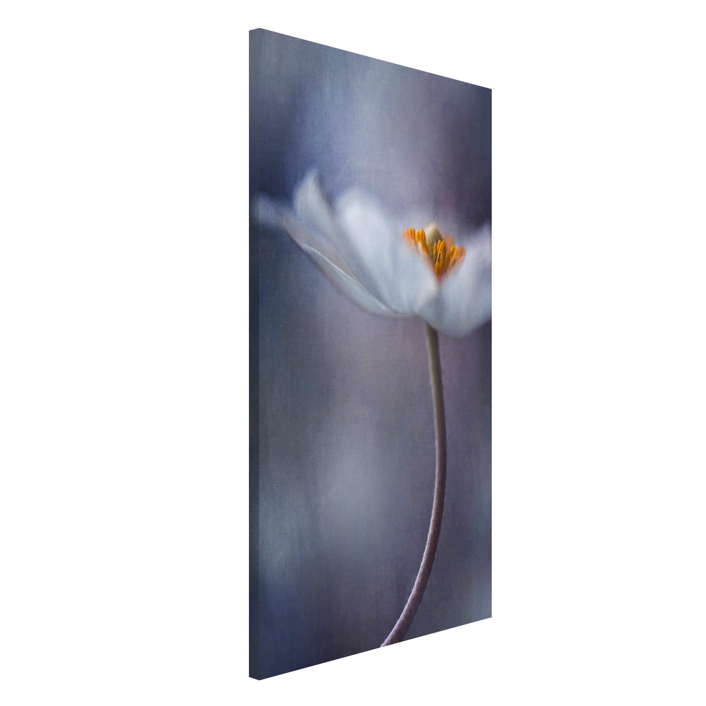 Magnettafel Blumen - Hochformat 3:4 Weiße Anemonenblüte