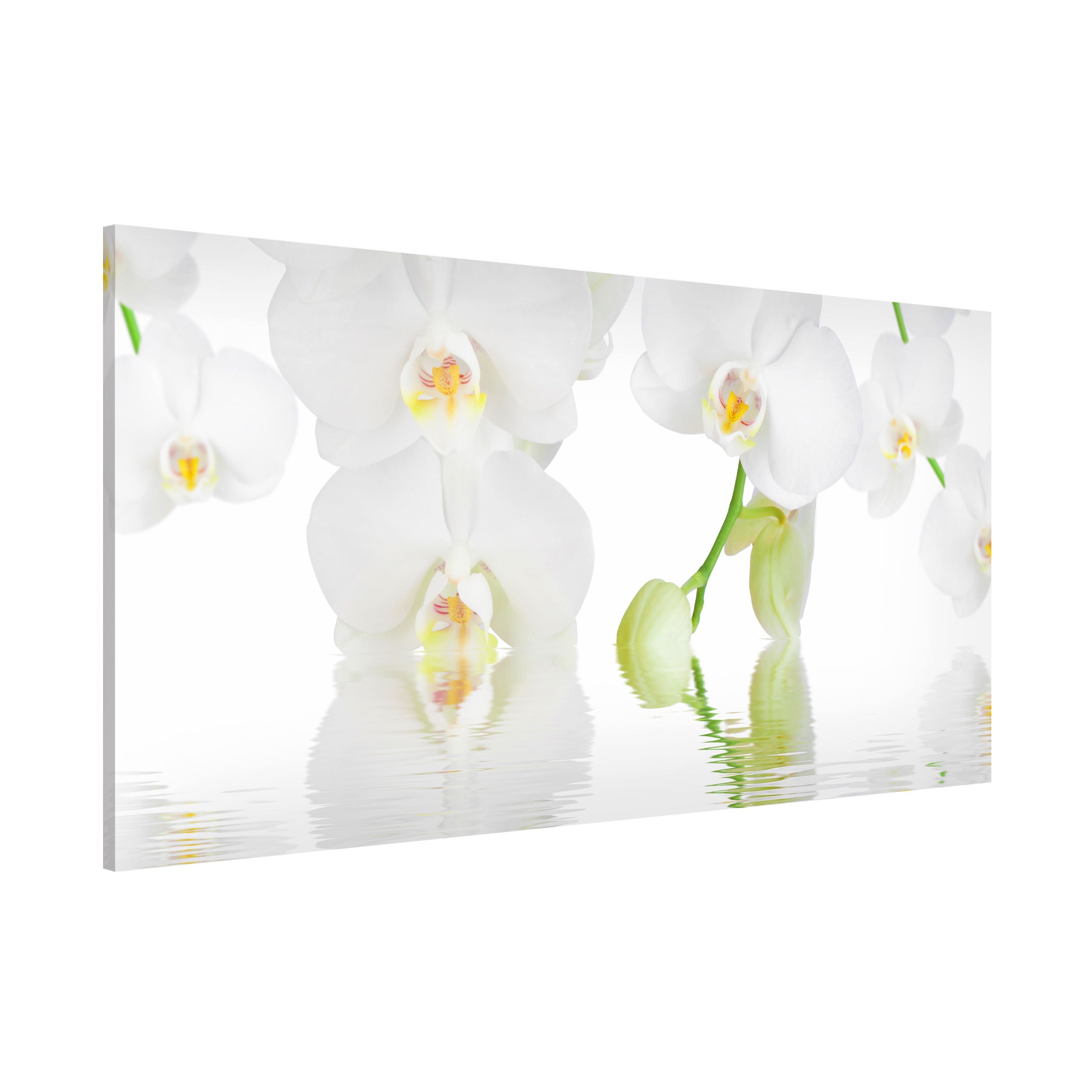 Magnettafel - Querformat 2:1 Orchideen Wellness Orchidee
