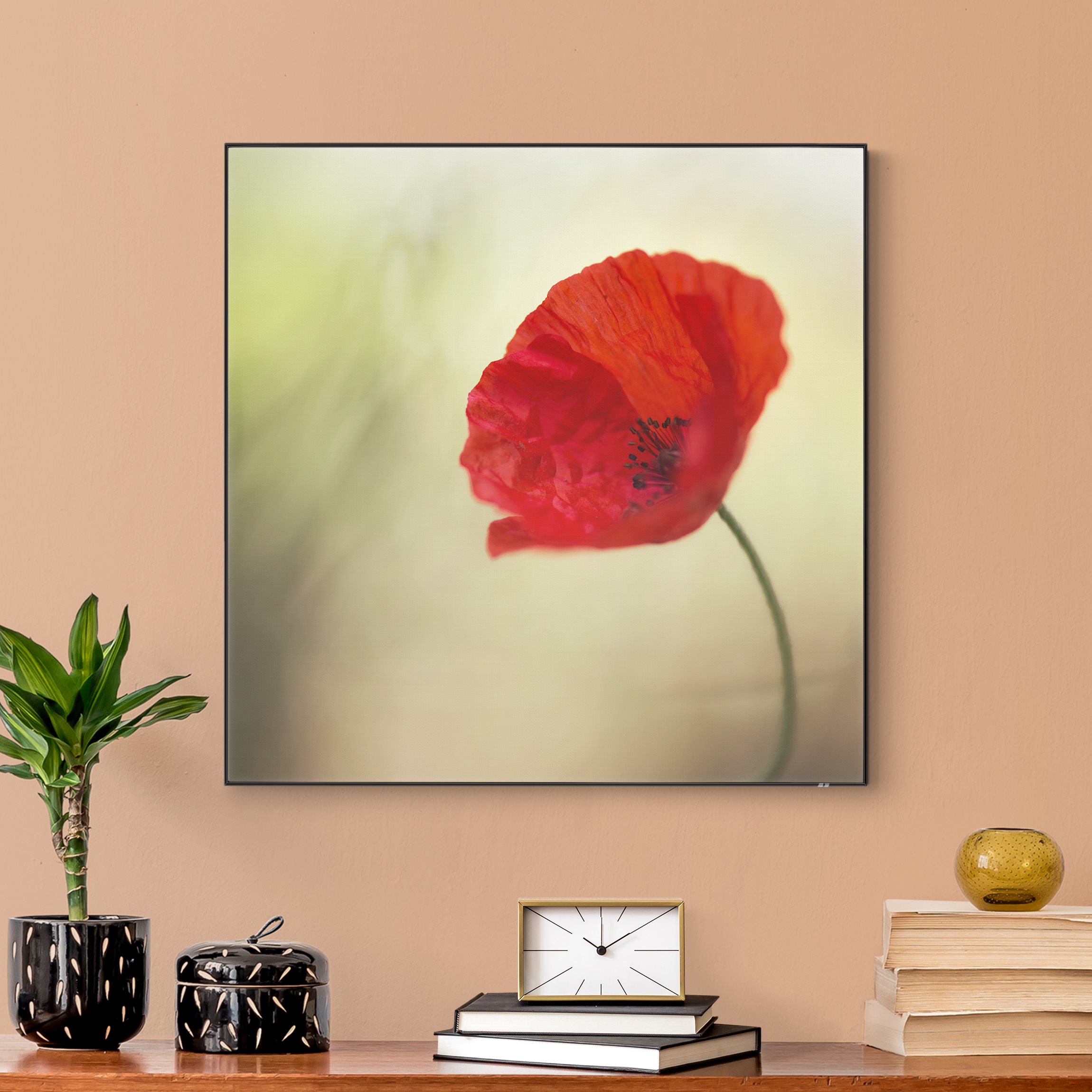 Wechselbild Mohnblüte im Garten