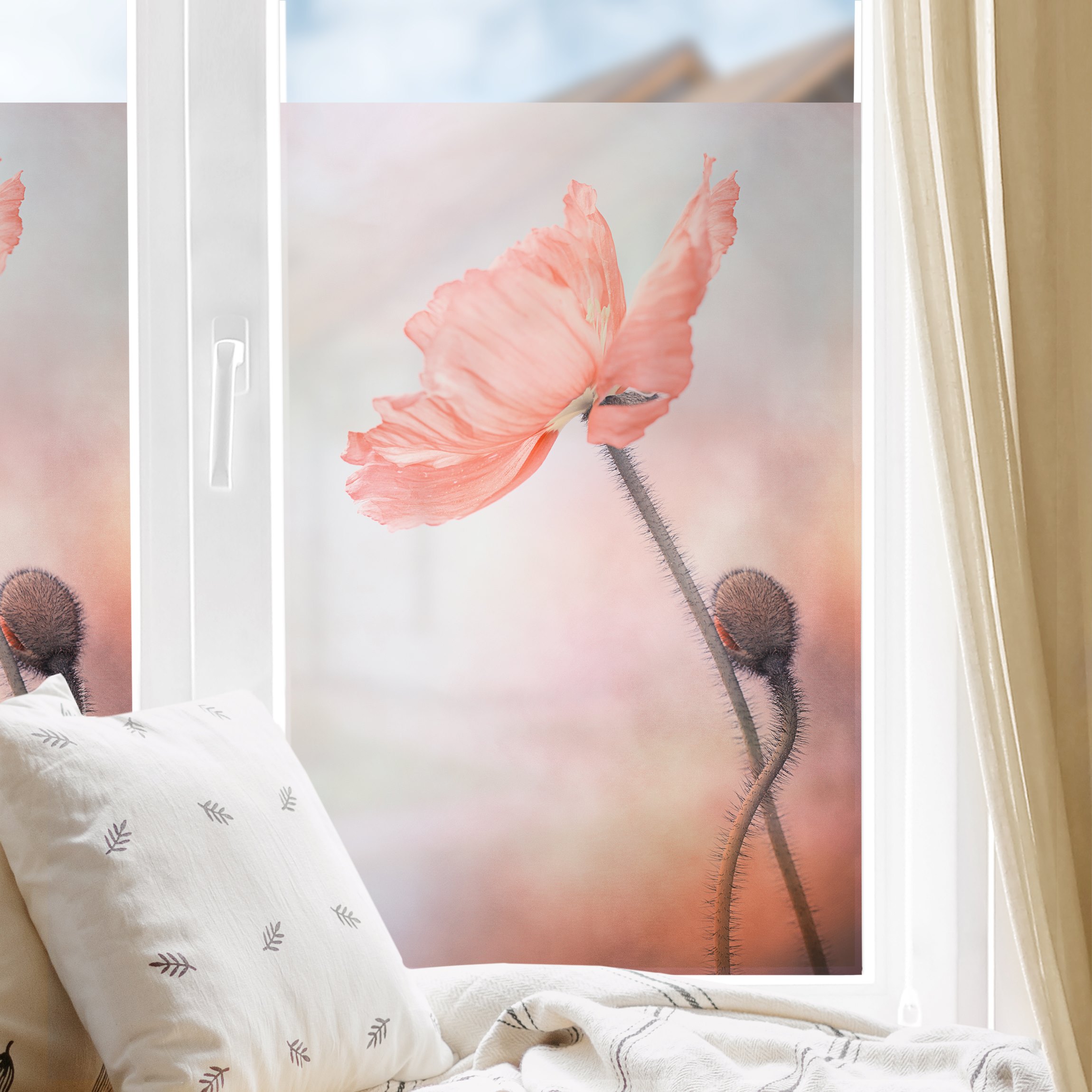 Fensterfolie Mohnblumen Close-Up