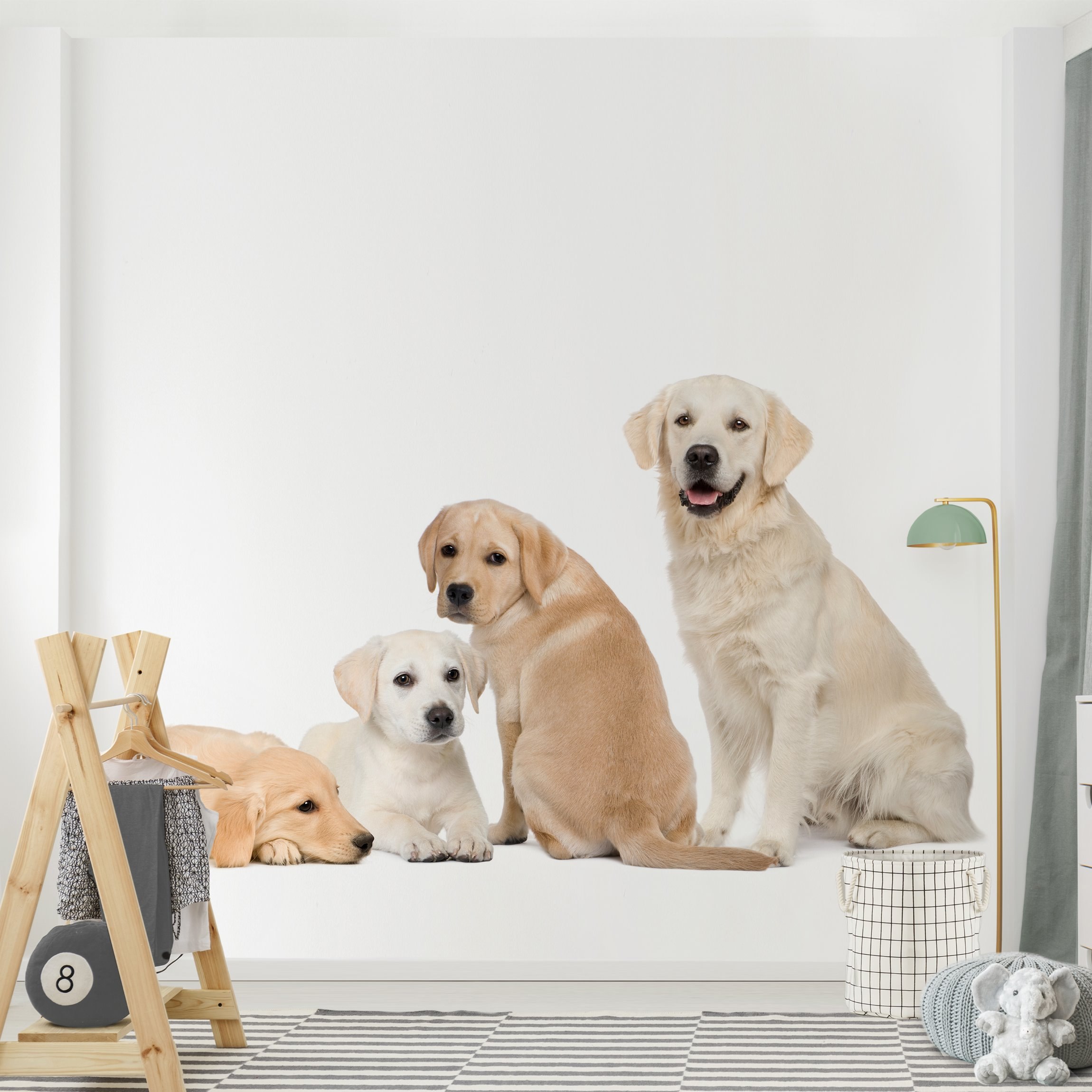 Fototapete Tiere No.454 Portait of Labradors and Golden Retriever