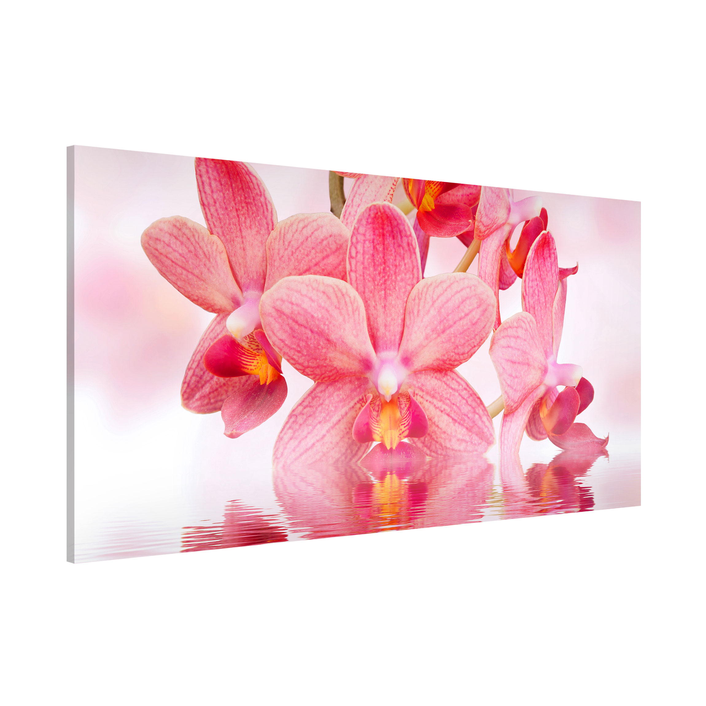 Magnettafel - Querformat 2:1 Rosa Orchideen auf Wasser