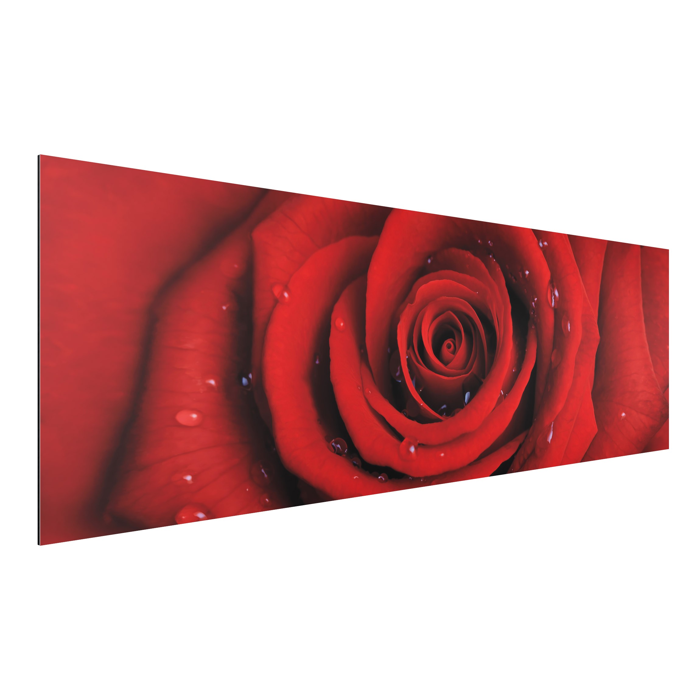 Alu-Dibond Outdoor Bild Rote Rose mit Wassertropfen