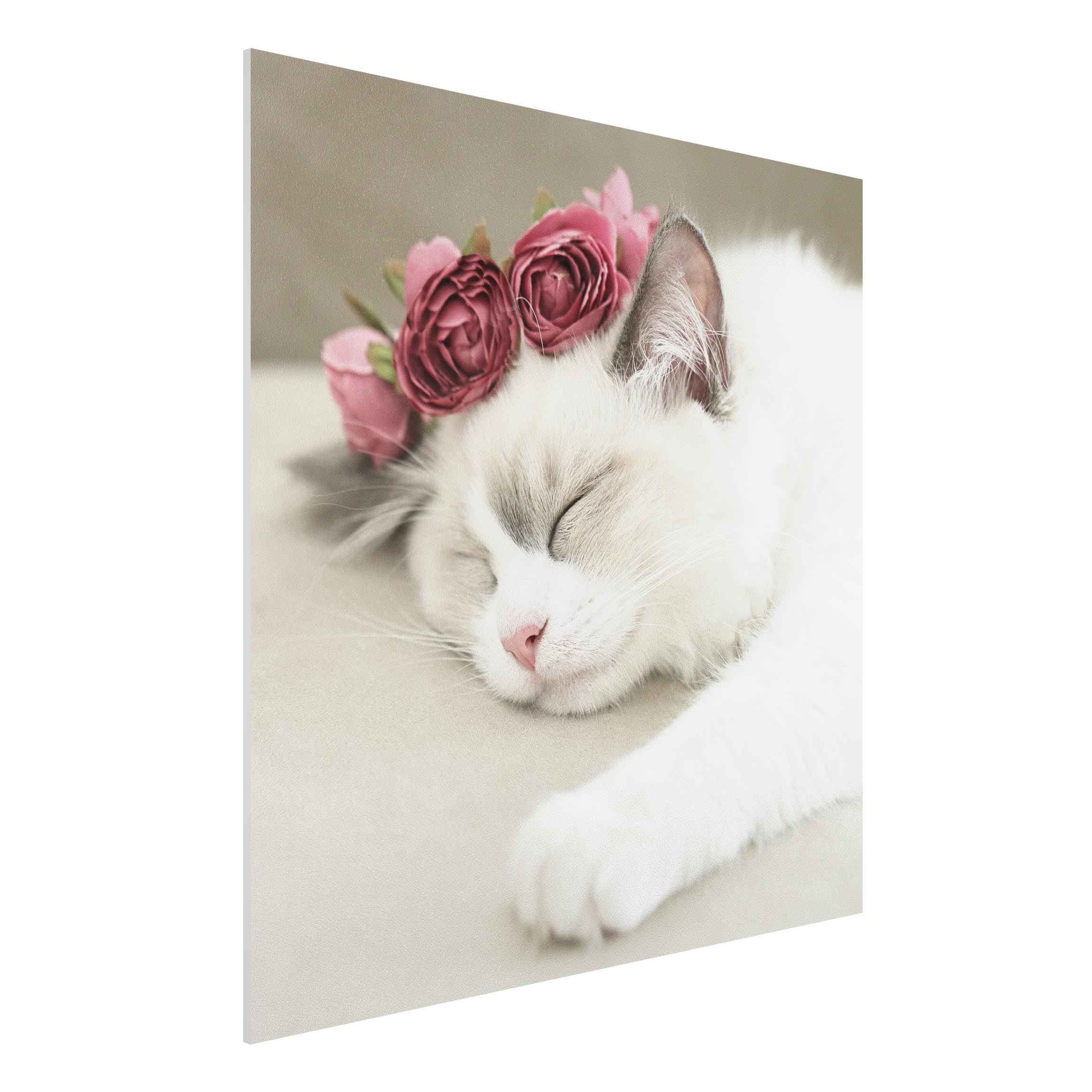 Forexbild Schlafende Katze mit Rosen