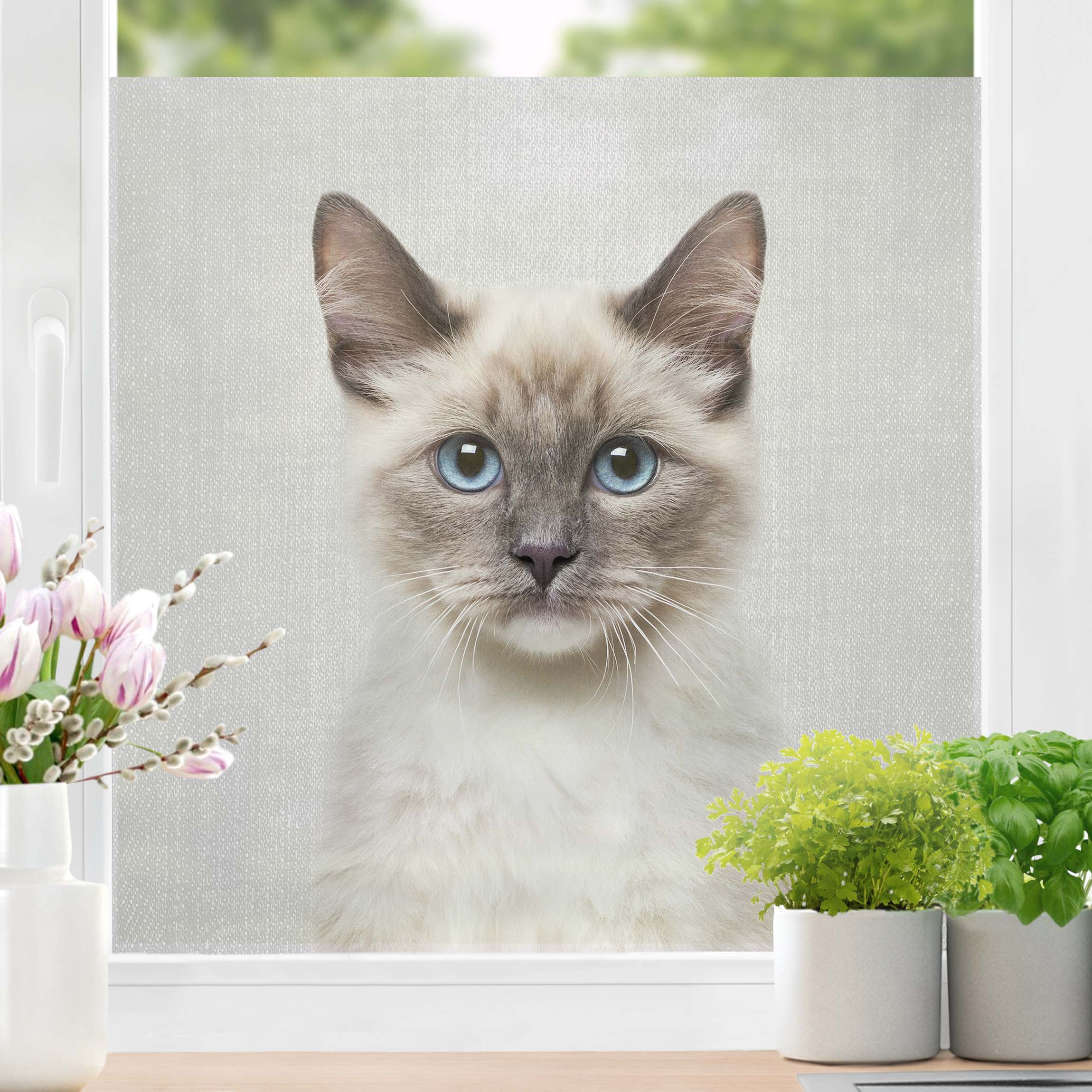Fensterfolie Siamkatze Sibylle