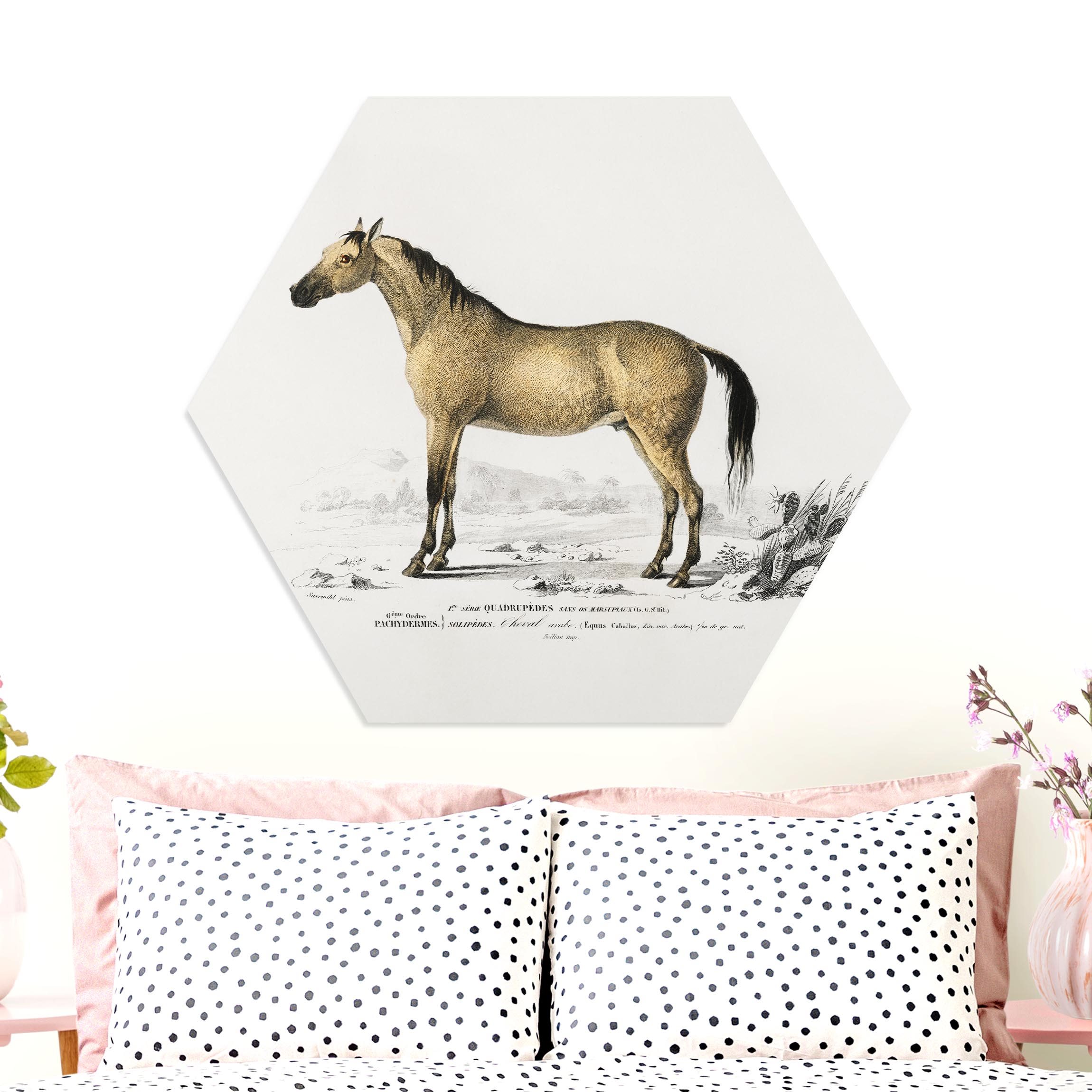 Hexagon-Forexbild Vintage Lehrtafel Pferd