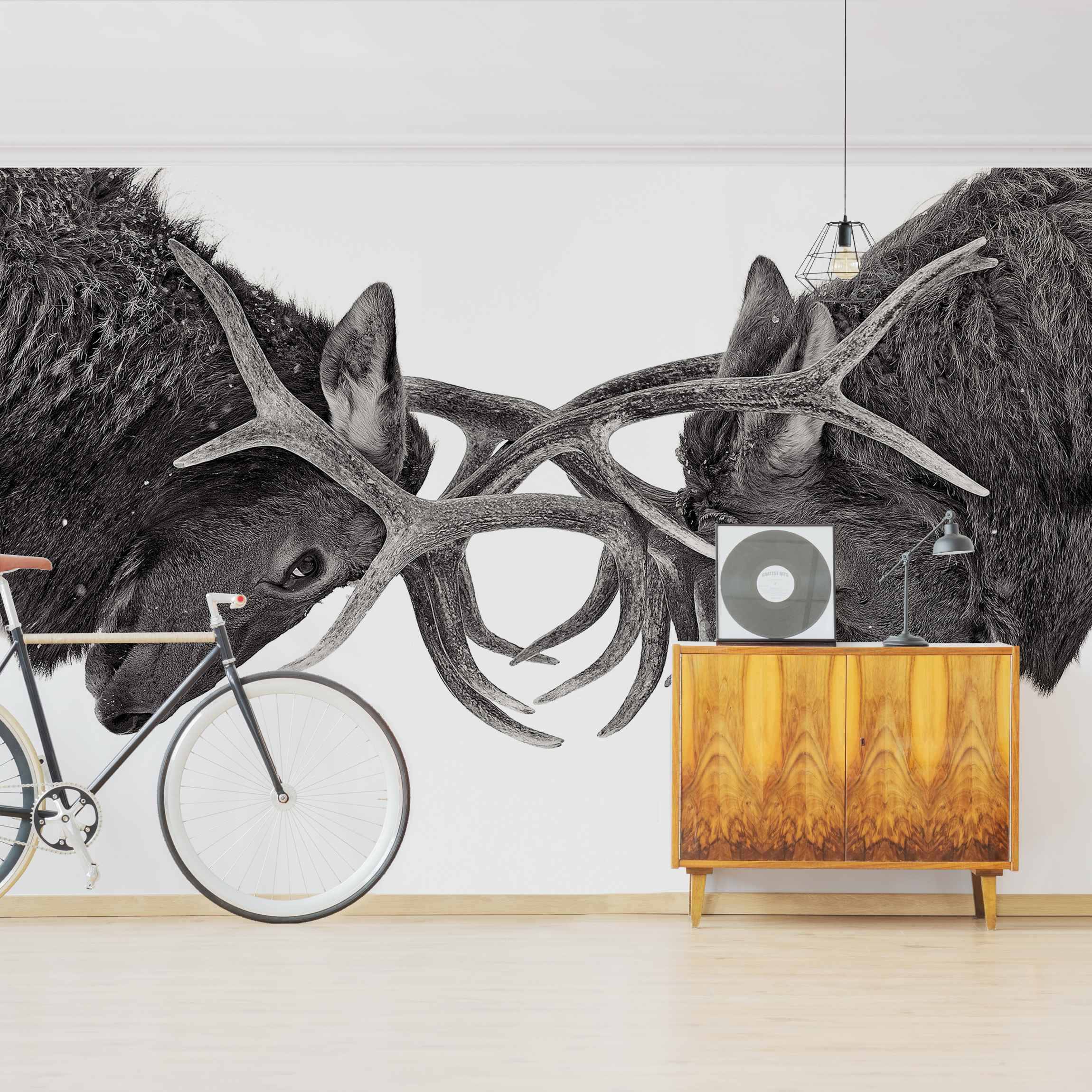 Fototapete Tiere Von Auge zu Auge