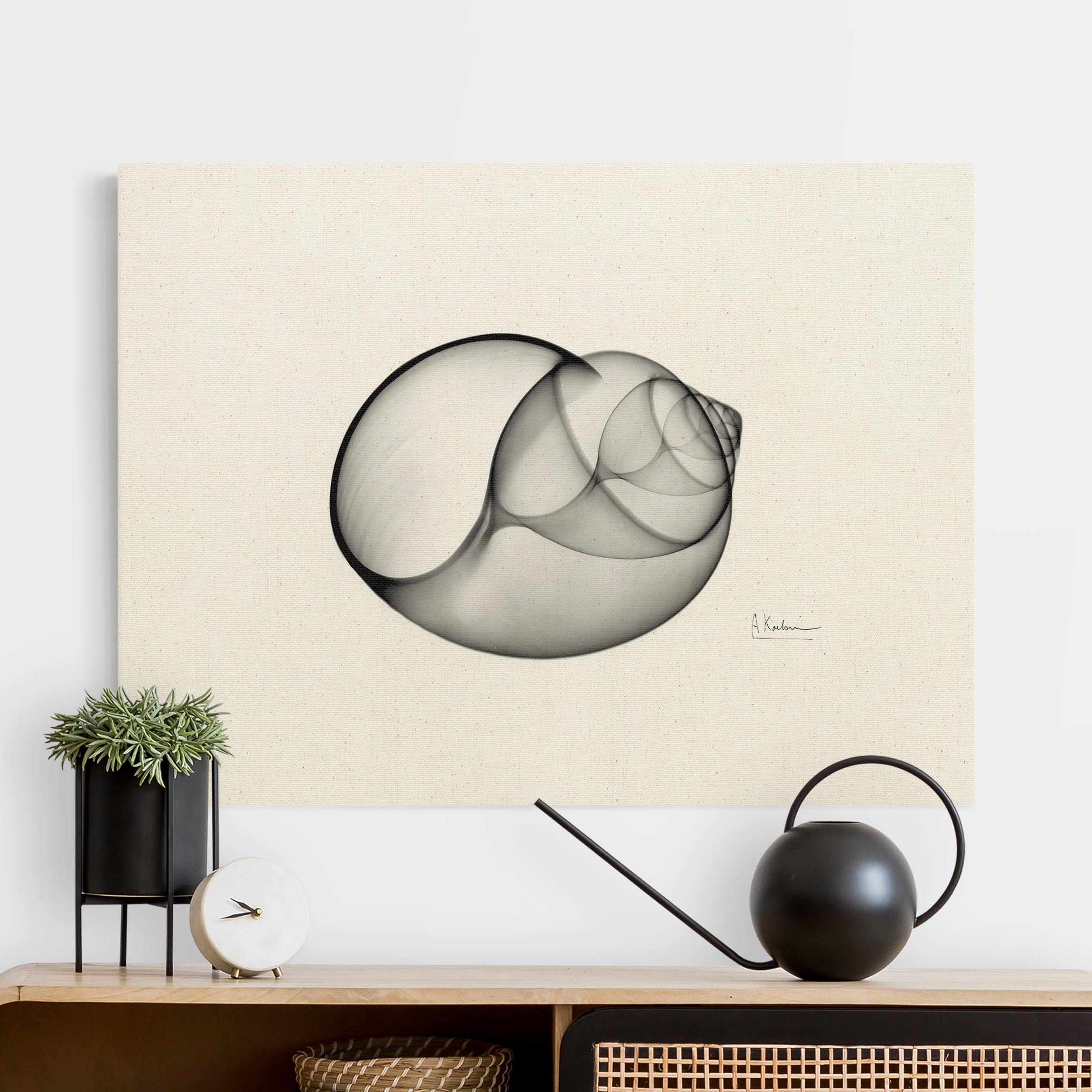 Leinwandbild auf Canvas Natural X-Ray - Große Strandschnecke