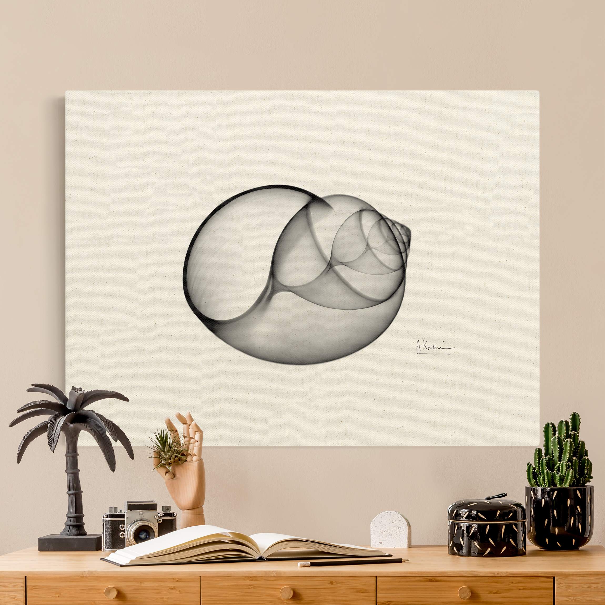 Leinwandbild auf Naturcanvas X-Ray - Große Strandschnecke