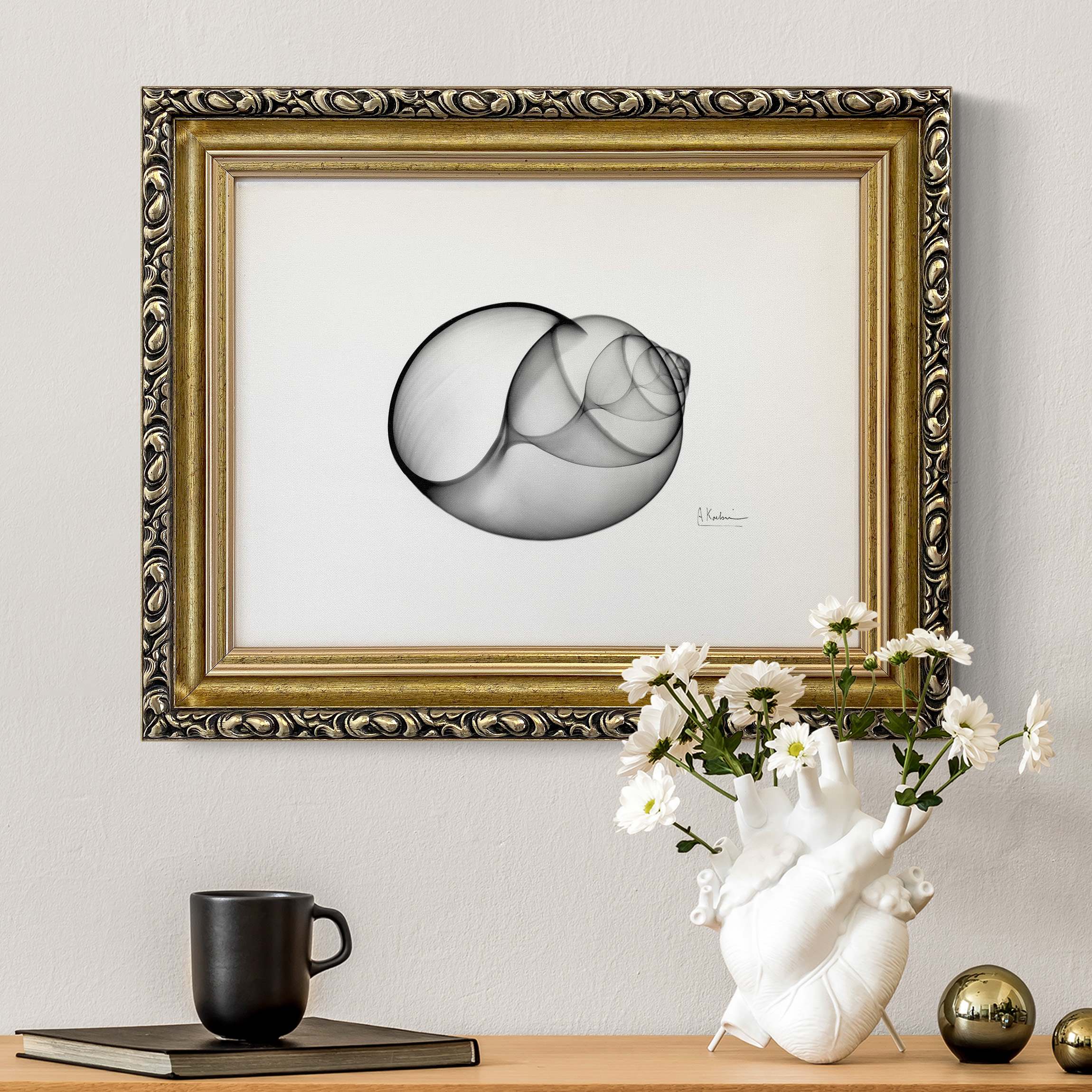 Leinwandbild mit Barockrahmen X-Ray - Große Strandschnecke