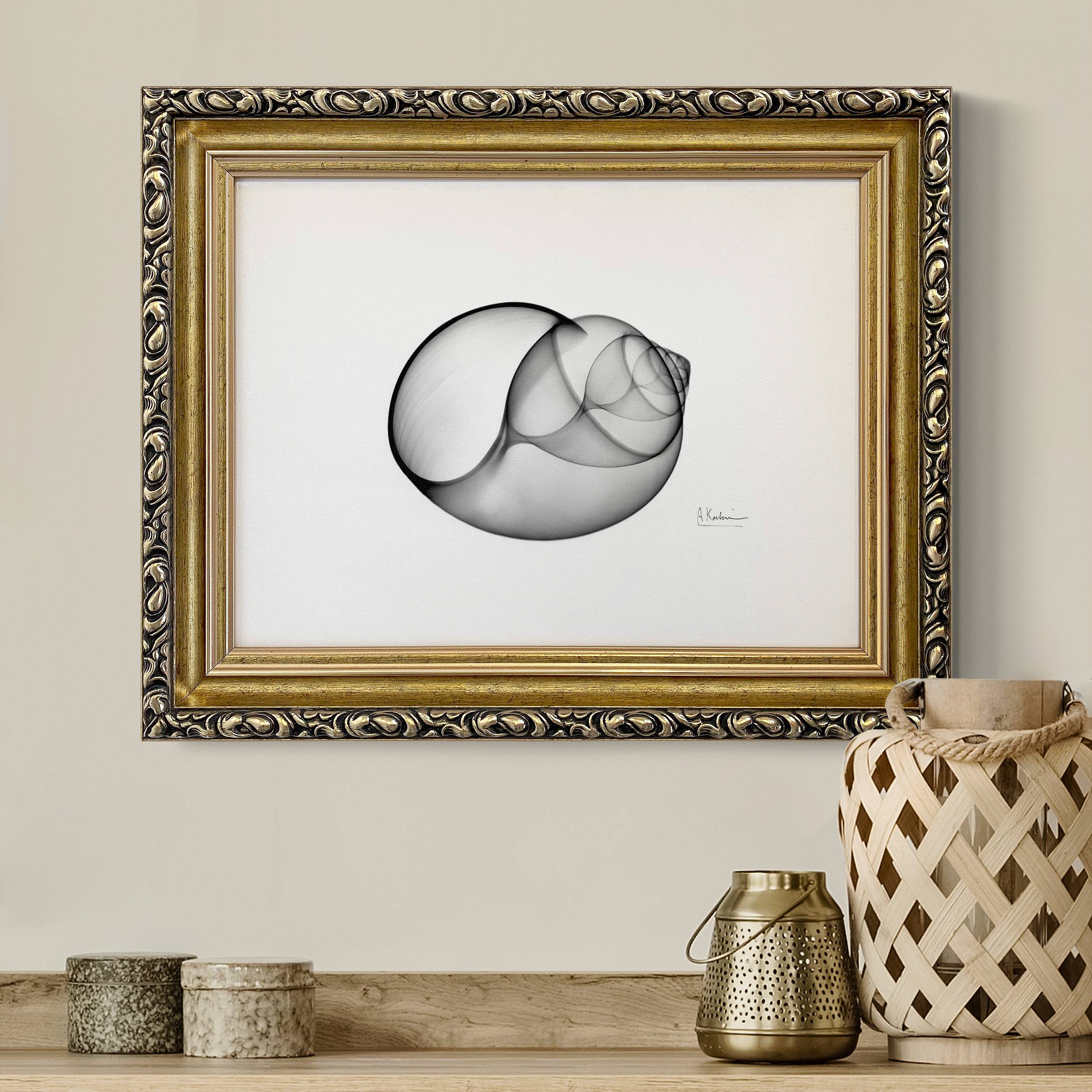 Leinwandbild in Barockrahmen X-Ray - Große Strandschnecke