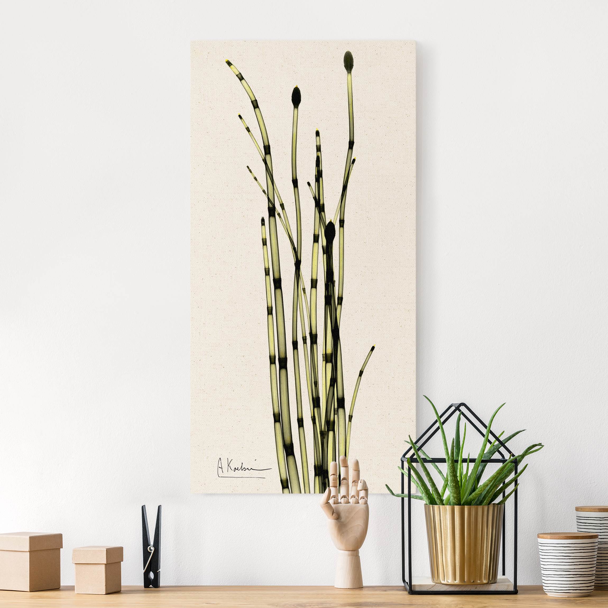 Leinwandbild auf Canvas Natural X-Ray - Schachtelhalme