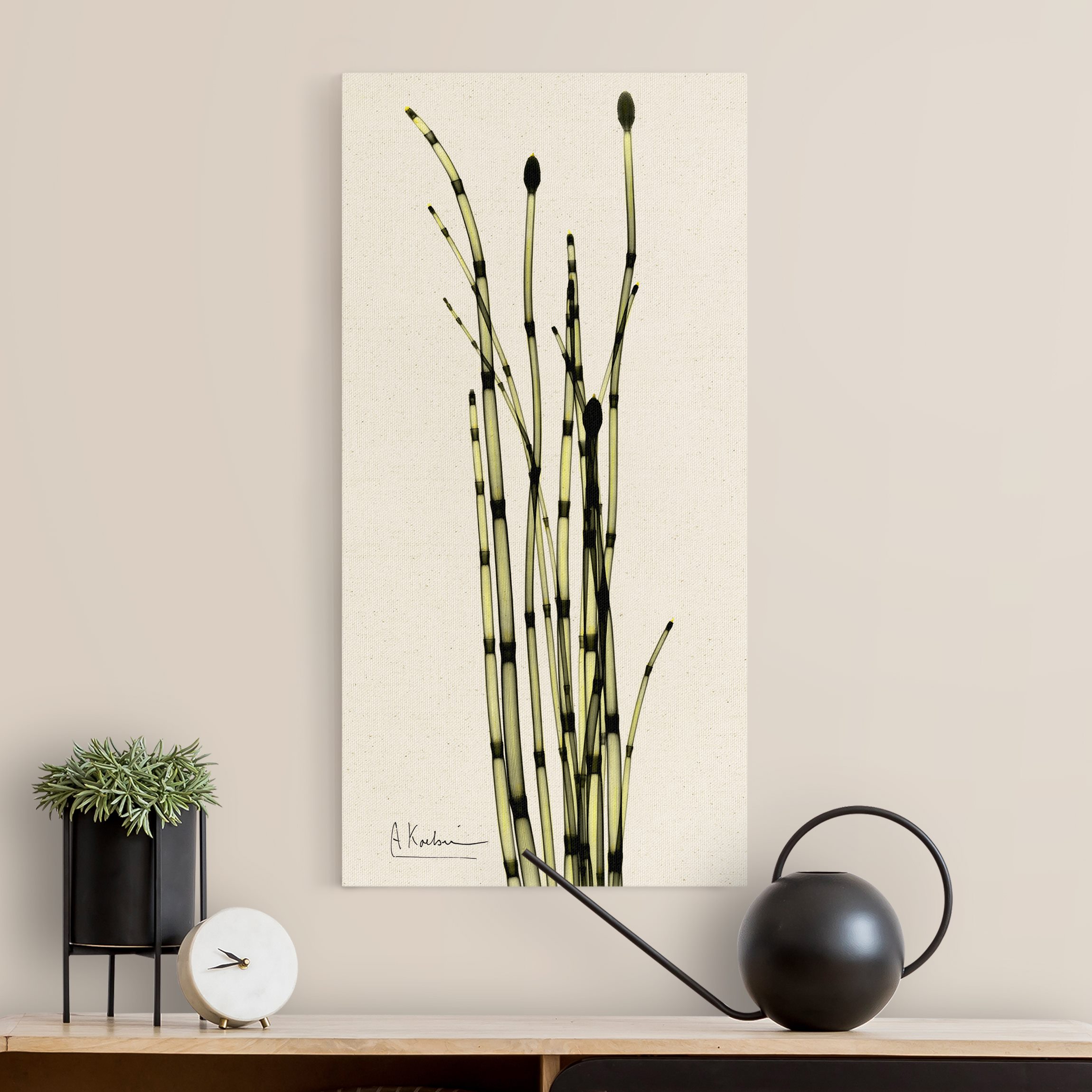 Leinwandbild auf Naturcanvas X-Ray - Schachtelhalme